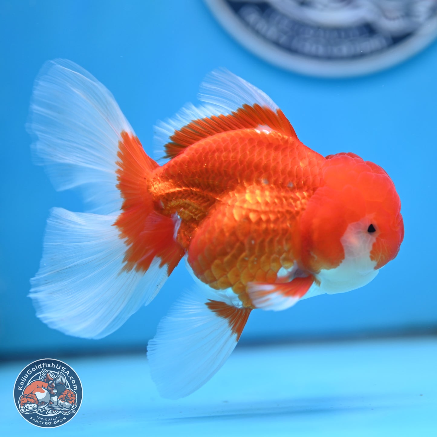 Red White Rose Tail Oranda 3.5 inches Body - Male (250404_OR11)