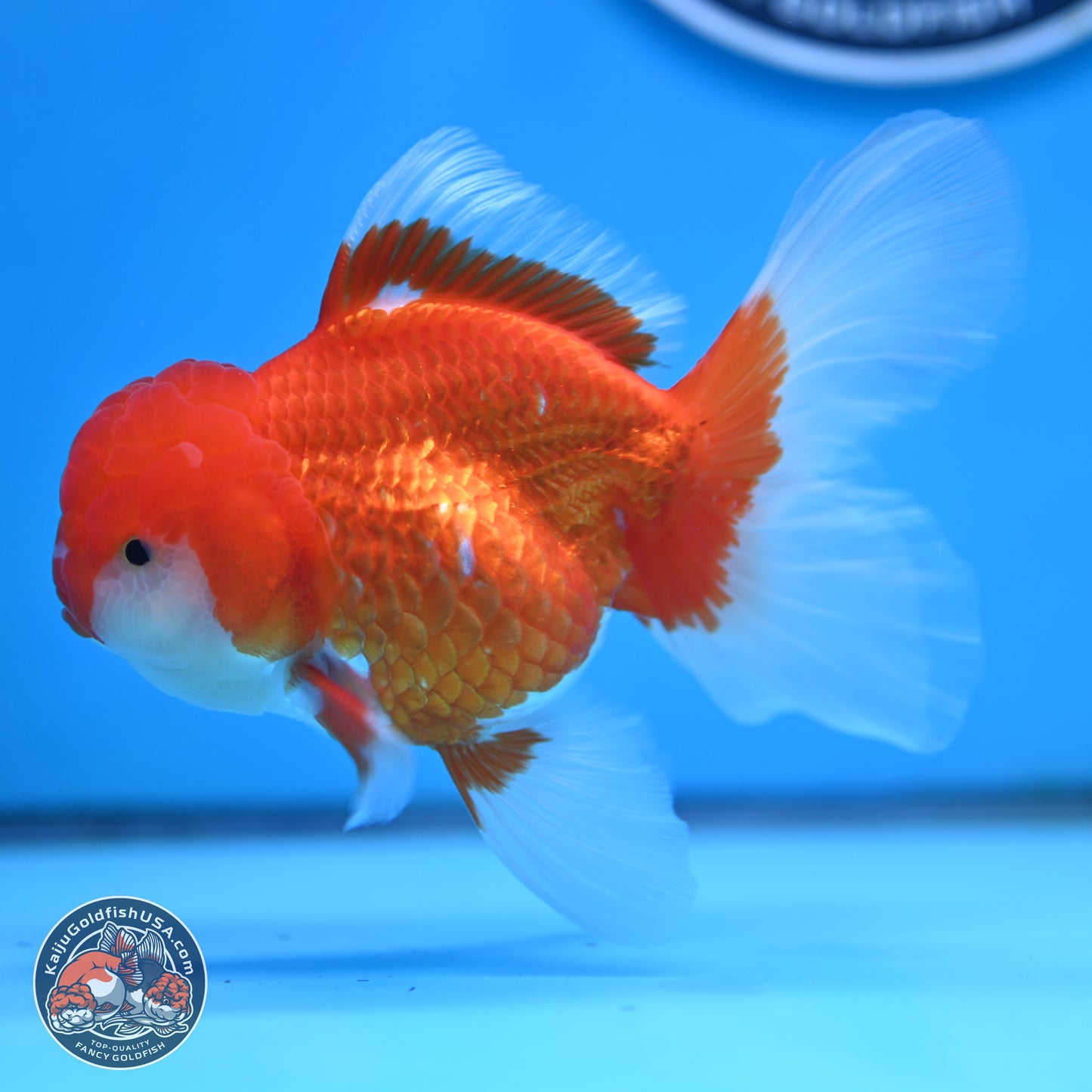 Red White Rose Tail Oranda 3.5 inches Body - Male (250404_OR11)