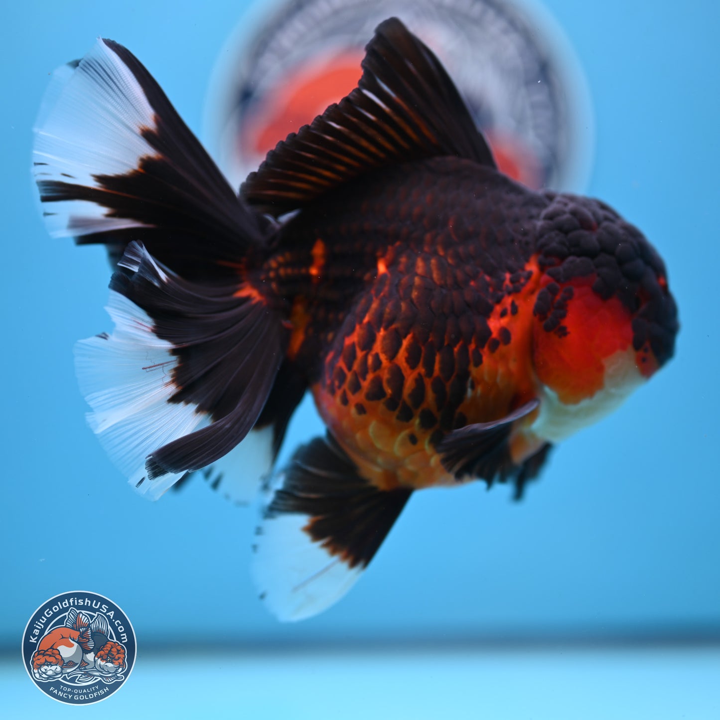 Apache Rose Tail Oranda 4.5 inches Body - Female (250214_OR11)