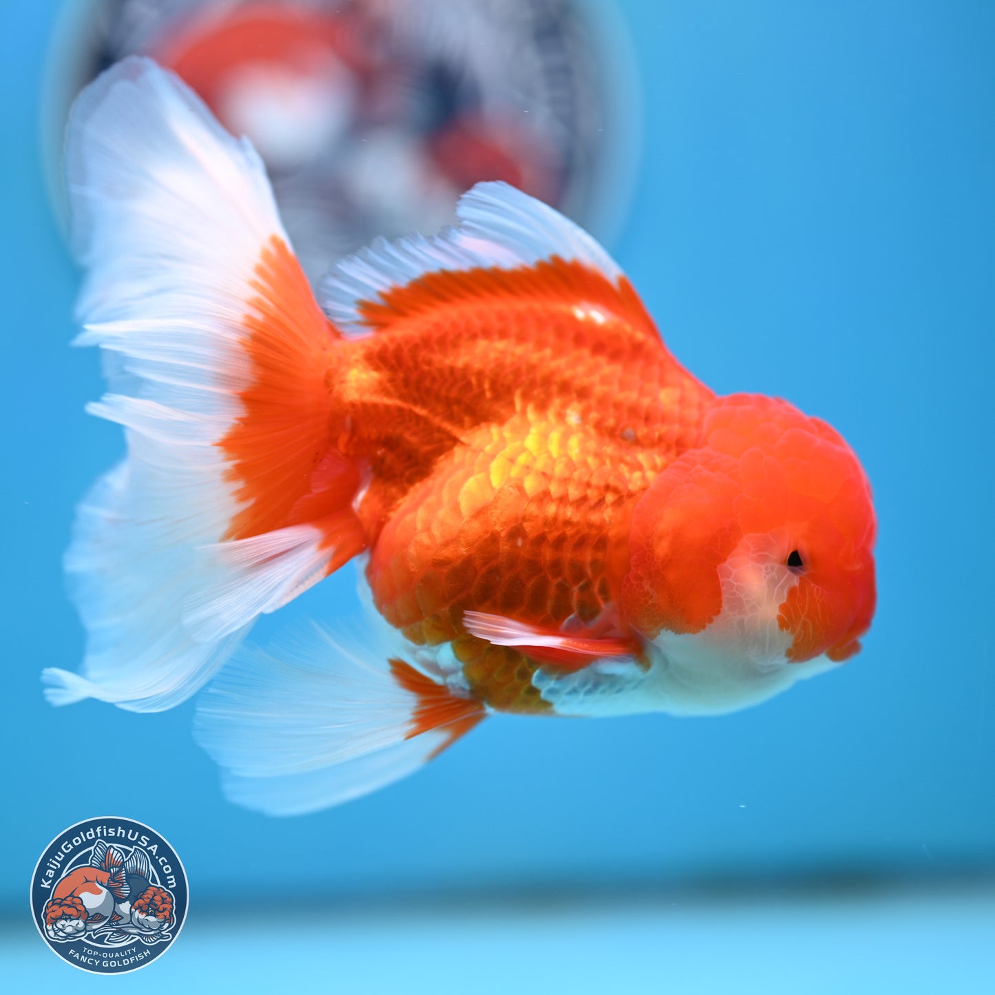 Red White Rose Tail Oranda 3.5 inches Body - Male (250404_OR11)