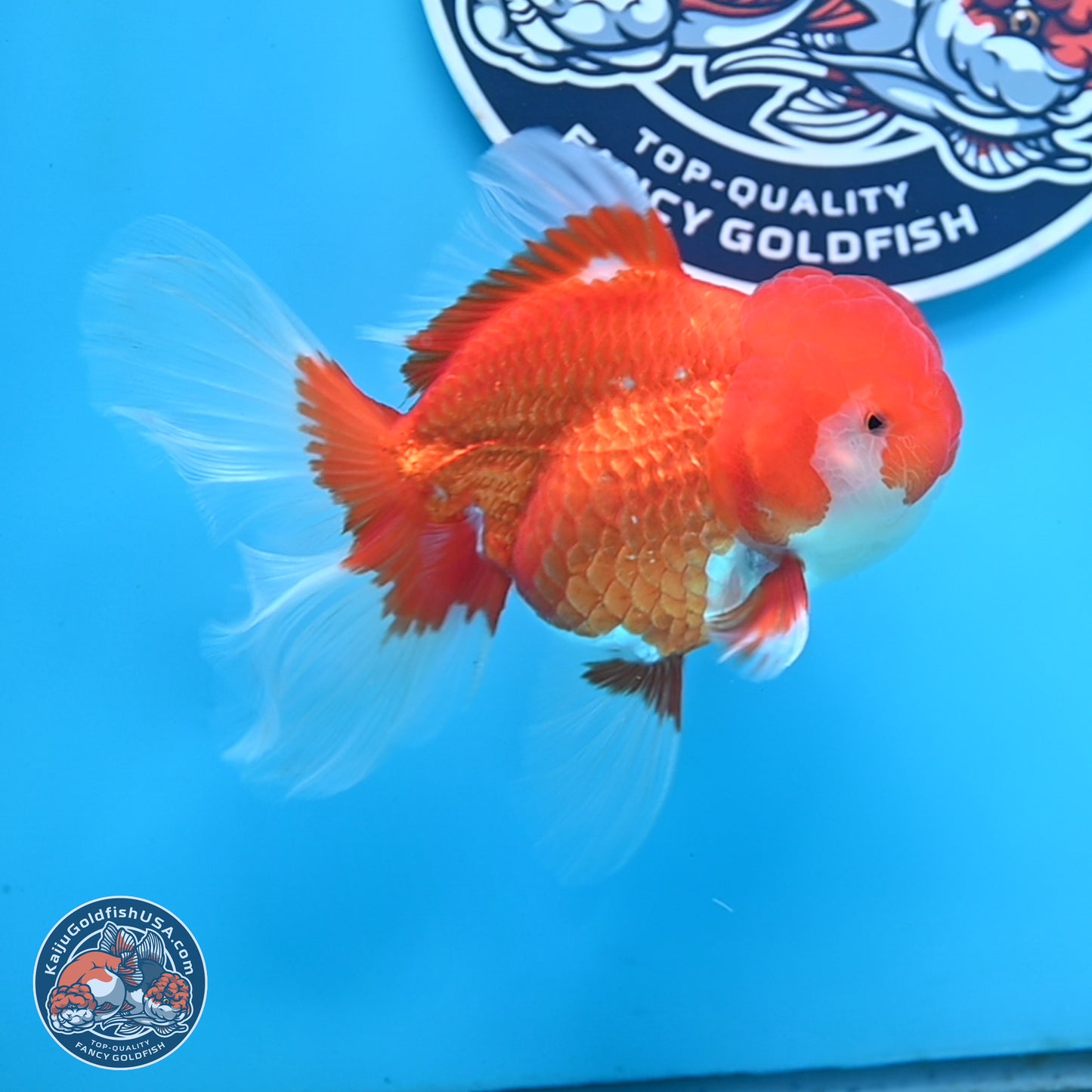 Red White Rose Tail Oranda 3.5 inches Body - Male (250404_OR11)