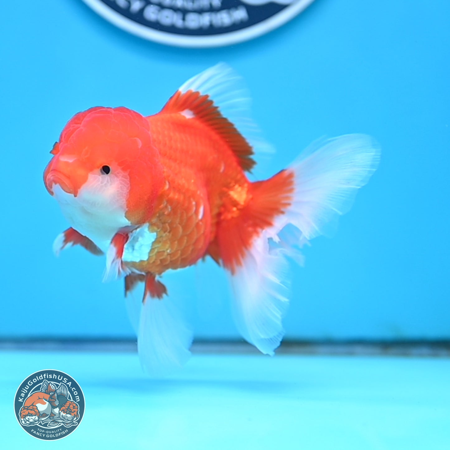 Red White Rose Tail Oranda 3.5 inches Body - Male (250404_OR11)