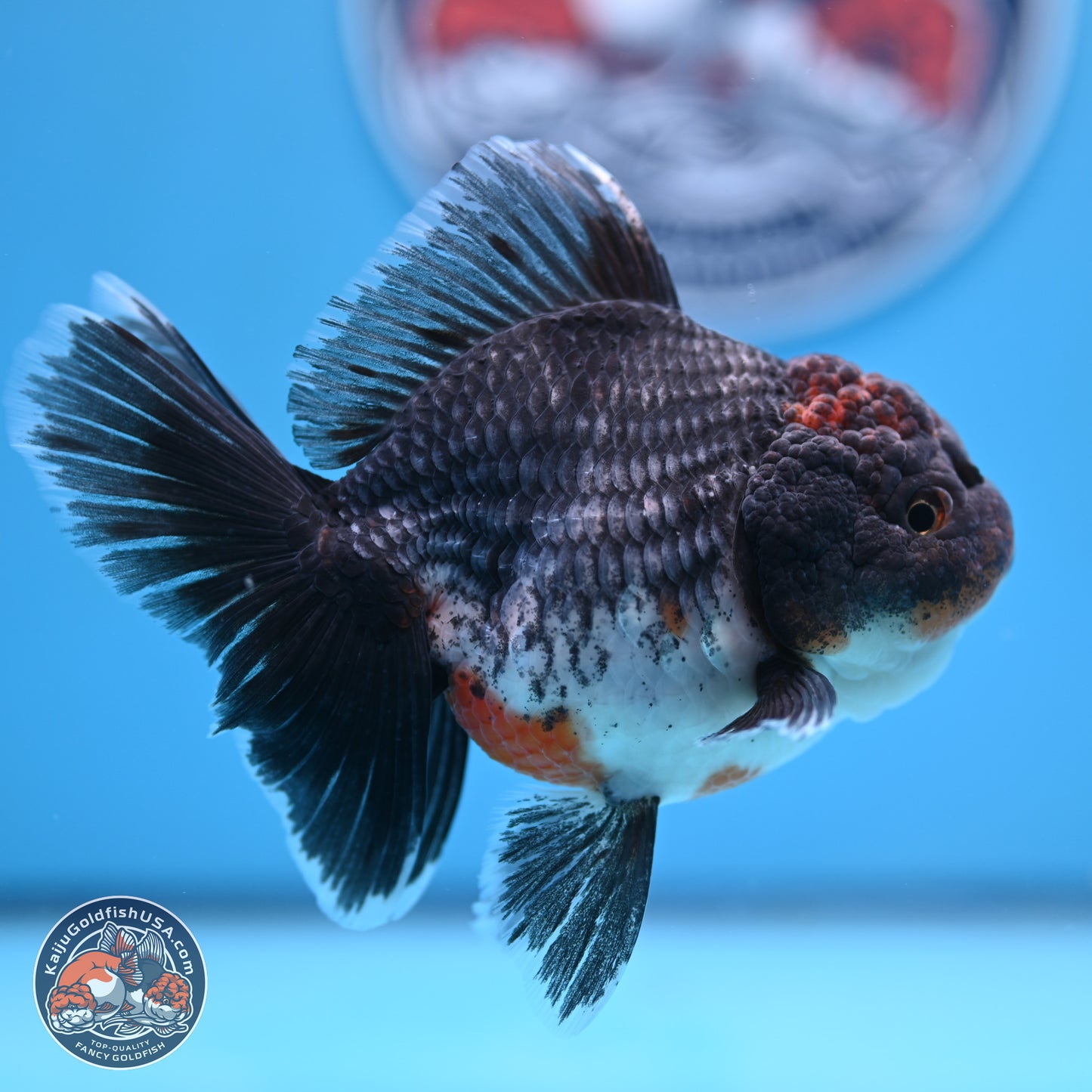 Shogun Blue Kirin Rose Tail Oranda 3.5in Body (240802_OR11) - Kaiju Goldfish USA