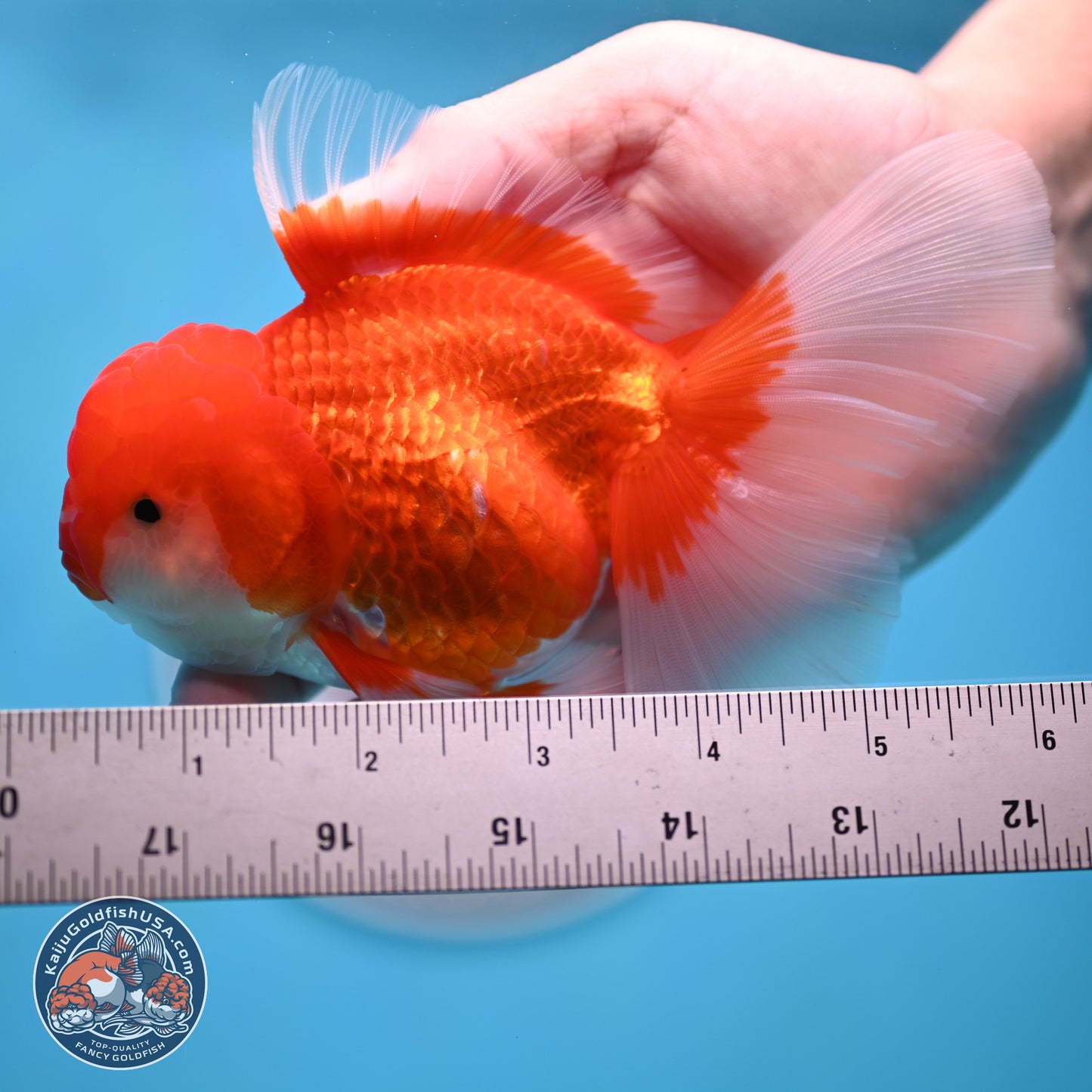 Red White Rose Tail Oranda 3.5 inches Body - Male (250404_OR11)