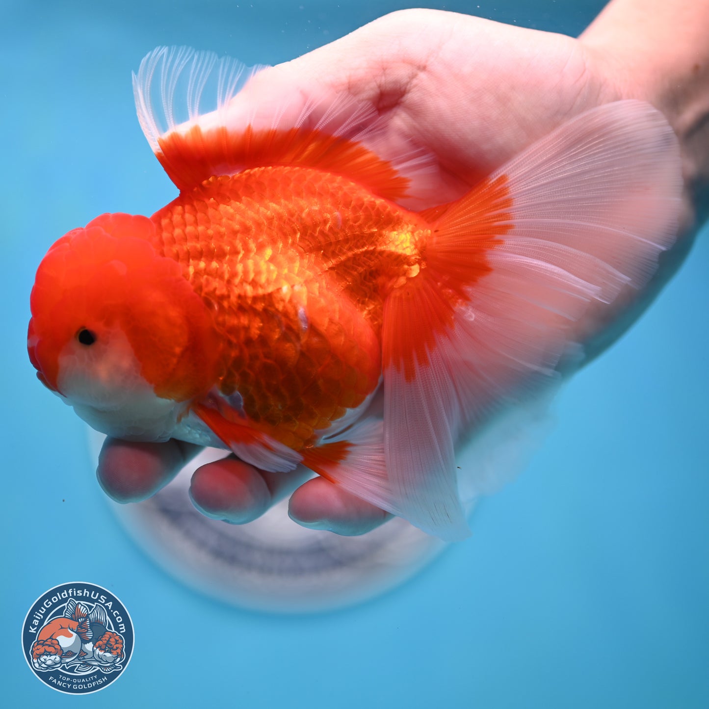 Red White Rose Tail Oranda 3.5 inches Body - Male (250404_OR11)