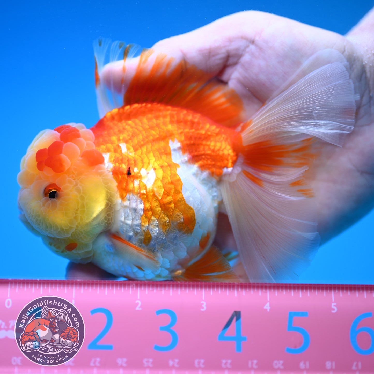 Red White Rose Tail Oranda 4 inch Body (250815_OR11)