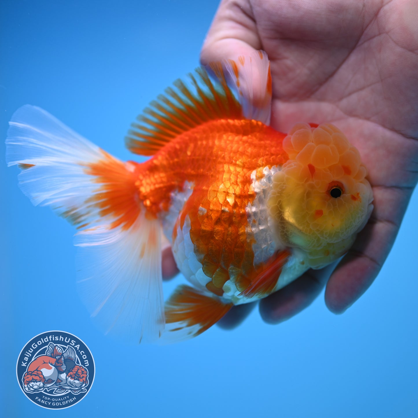 Red White Rose Tail Oranda 4 inch Body (250815_OR11)