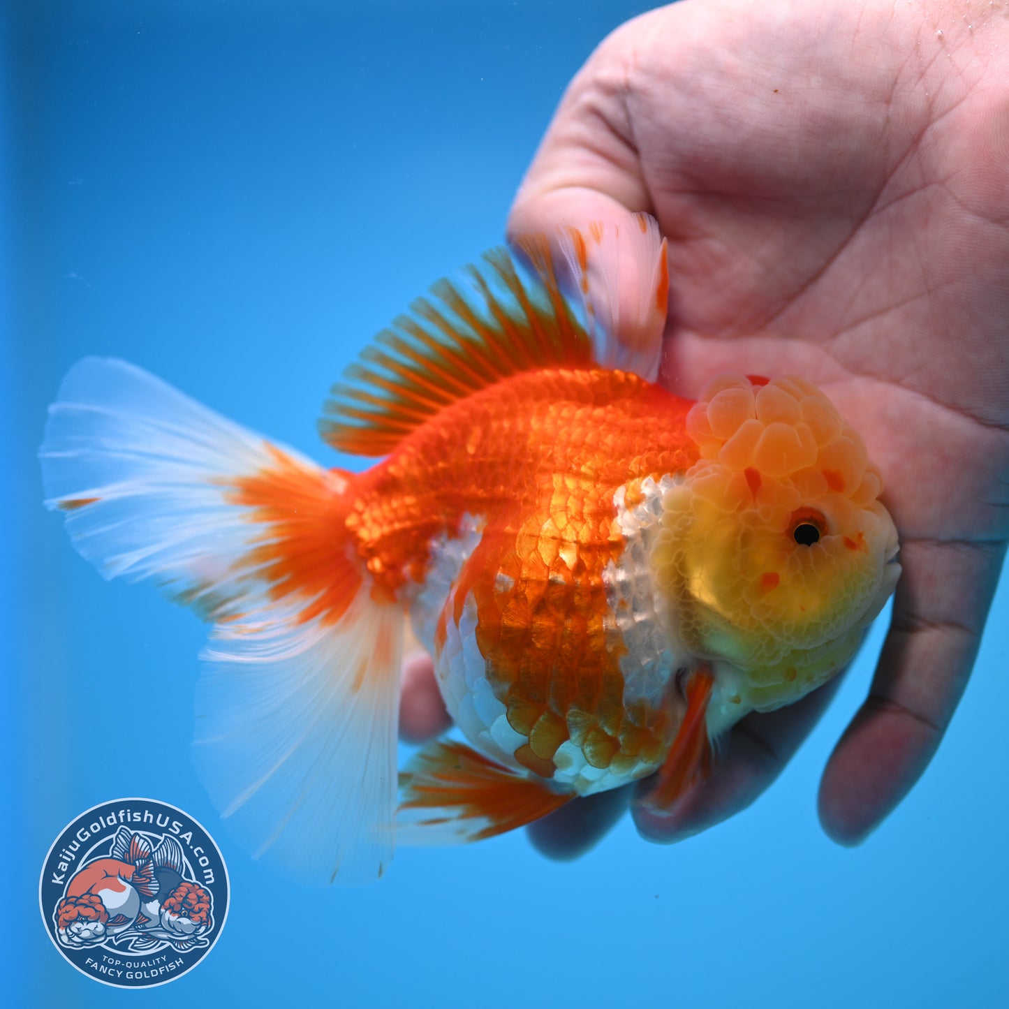 Red White Rose Tail Oranda 4 inch Body (250815_OR11)
