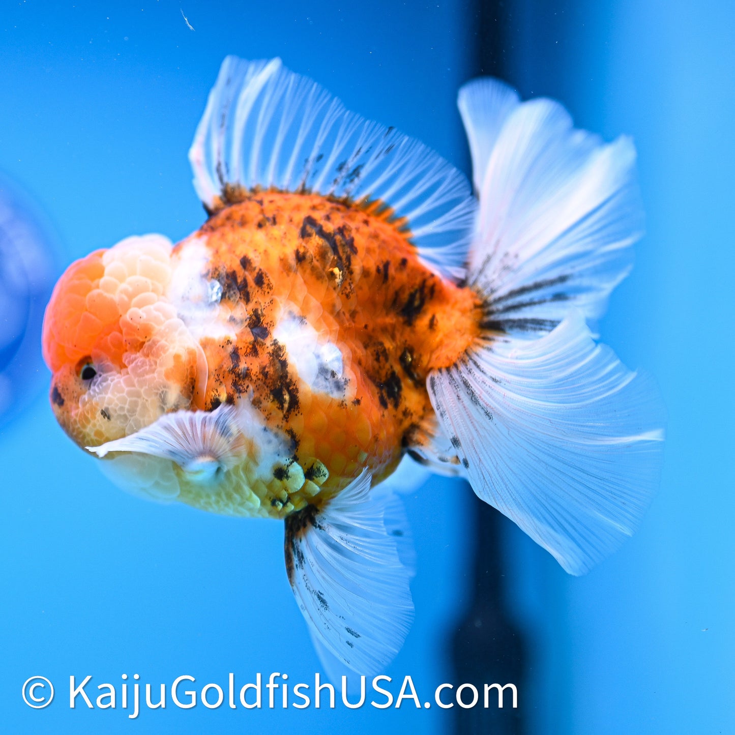 Tricolor Tiger Rose Tail Oranda 4in Body (240628_OR11) - Kaiju Goldfish USA