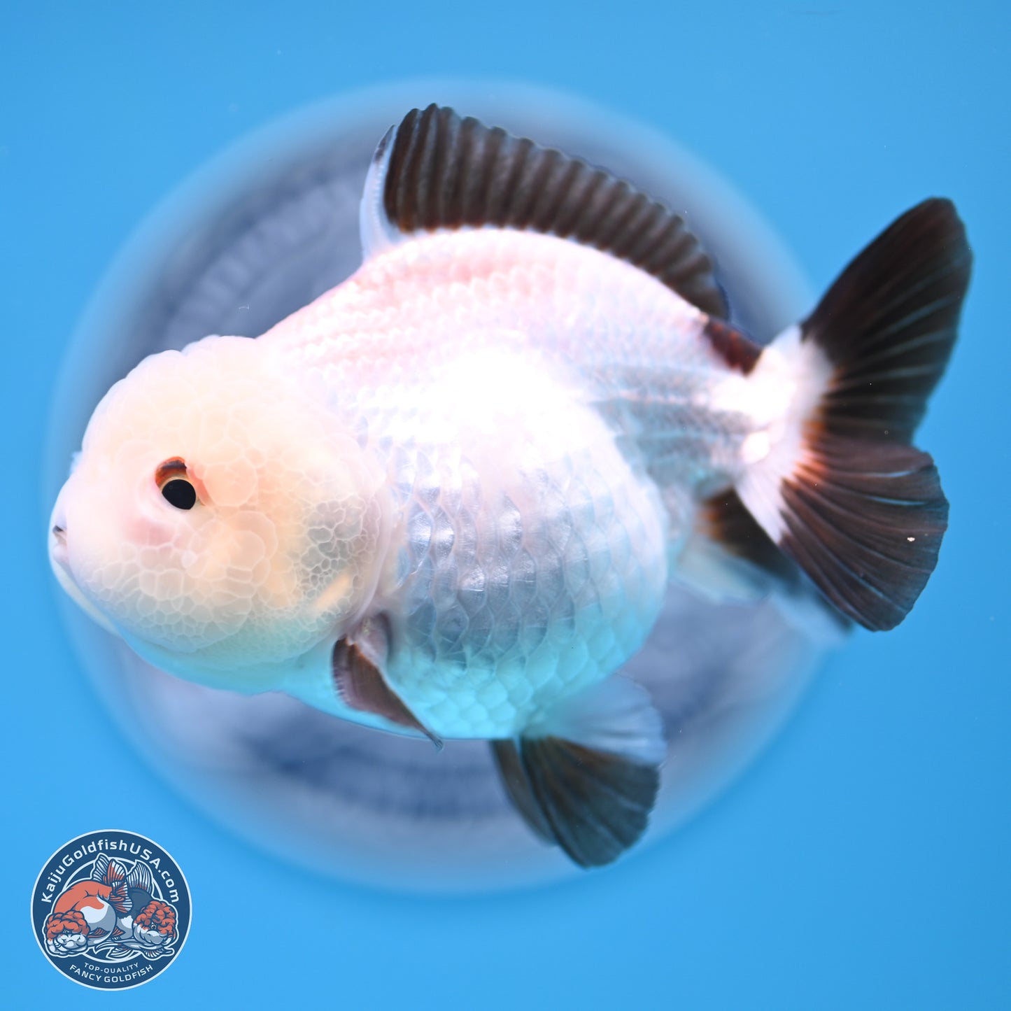 Tricolor/Panda Oranda 3.5-4.5 inches (241004_OR11) - Read Description - Kaiju Goldfish USA
