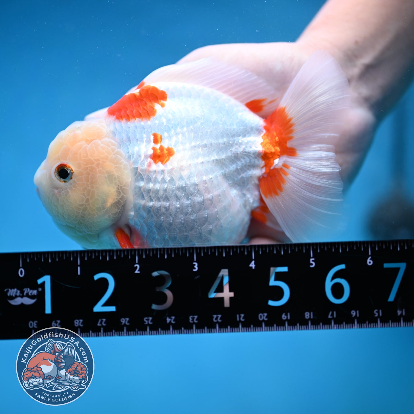 Jade Head Red White Oranda 4.5 inch Body (250912_OR11)
