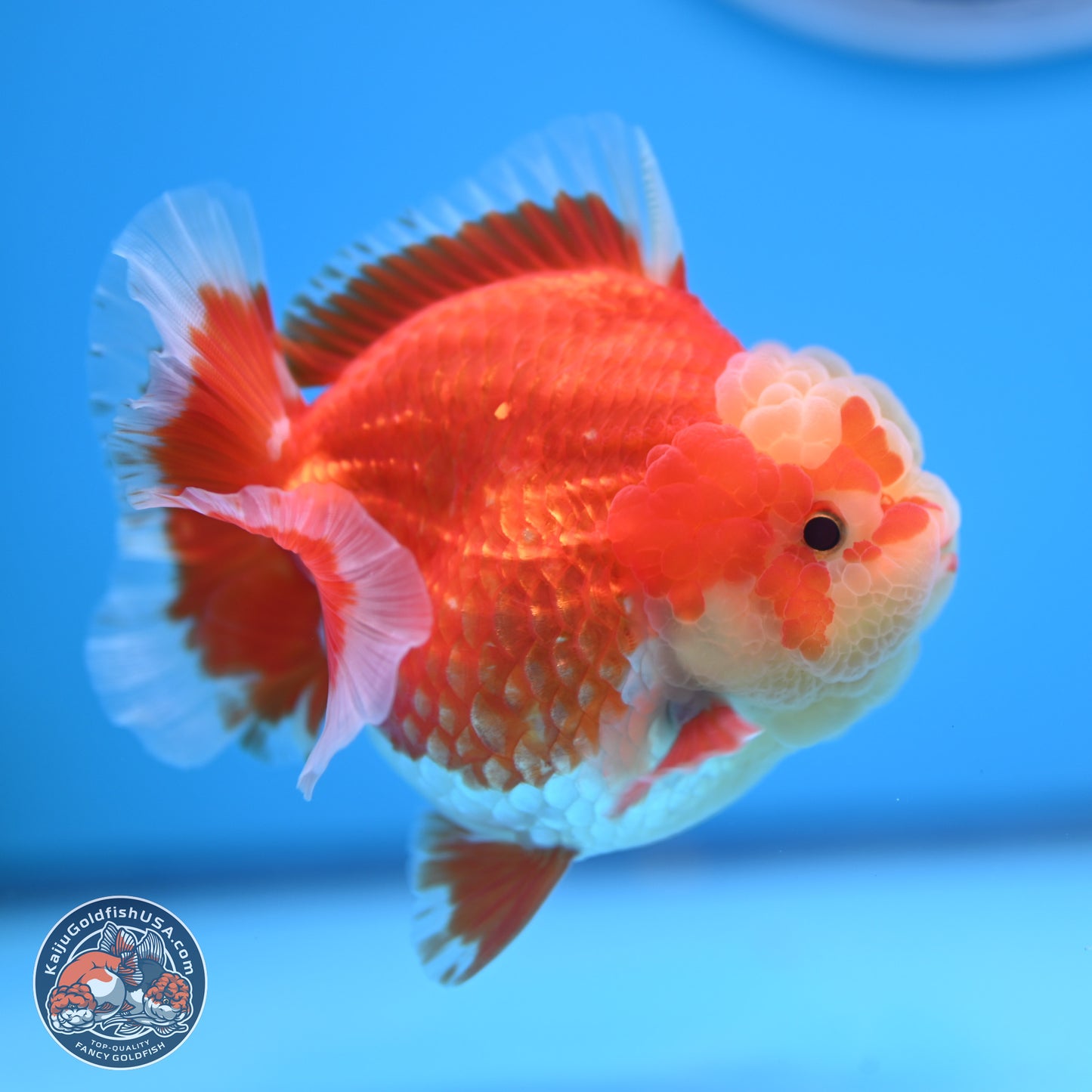 Red White YuanBao Oranda 4 inches (241018_OR11) - Kaiju Goldfish USA
