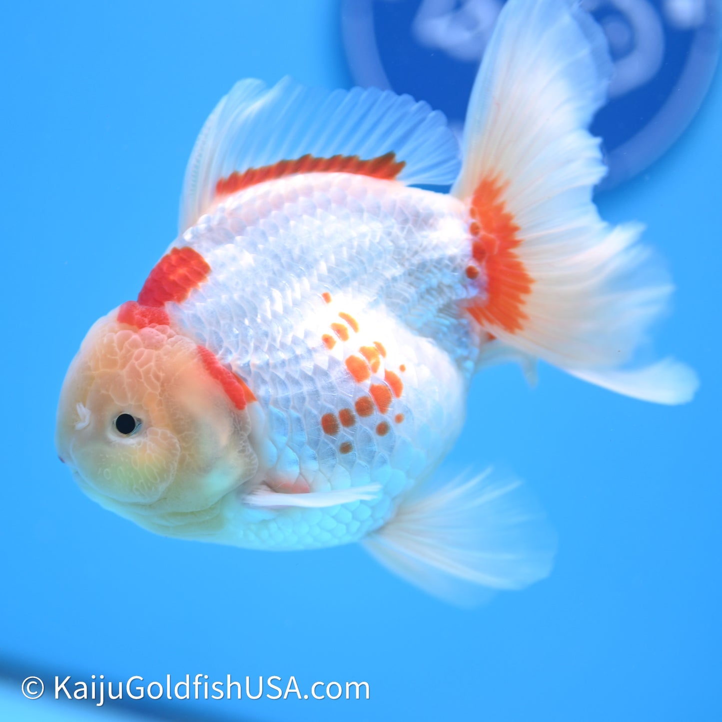 Red White Rose Tail Oranda 4in Body (240621_OR11) - Kaiju Goldfish USA