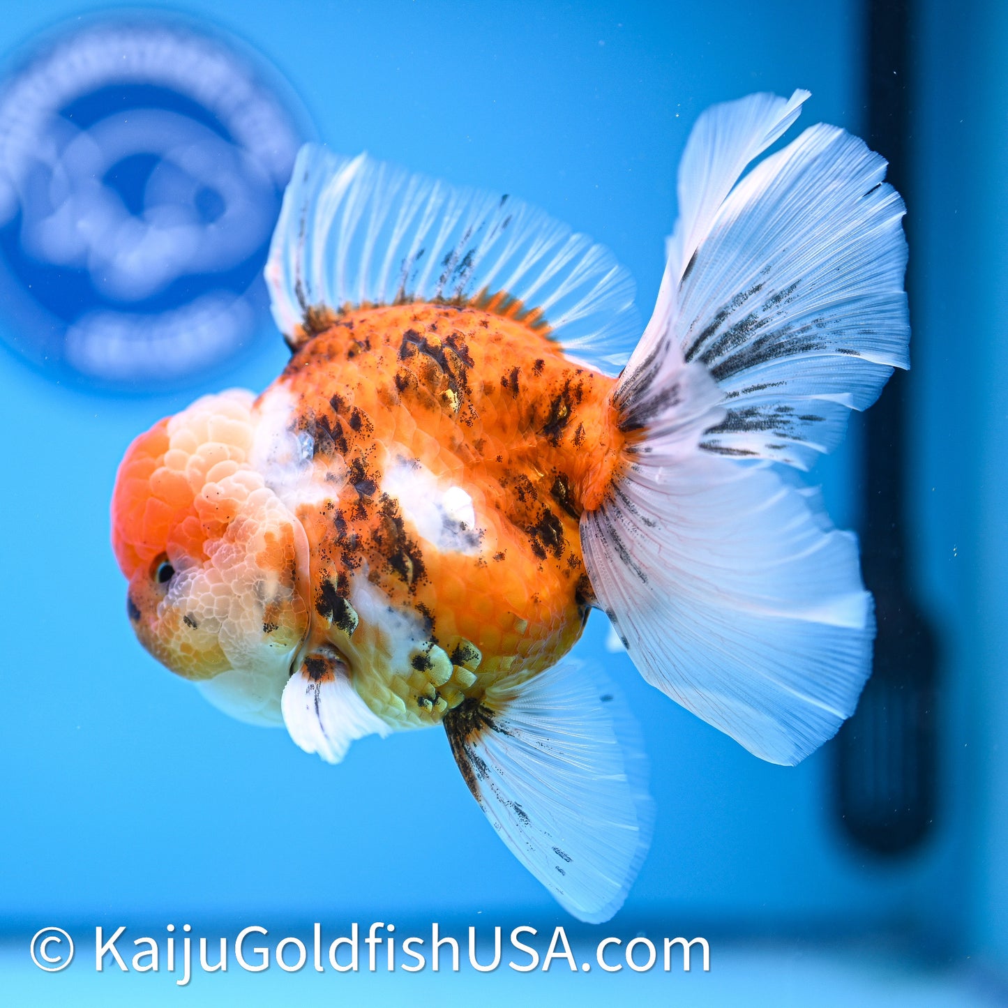 Tricolor Tiger Rose Tail Oranda 4in Body (240628_OR11) - Kaiju Goldfish USA