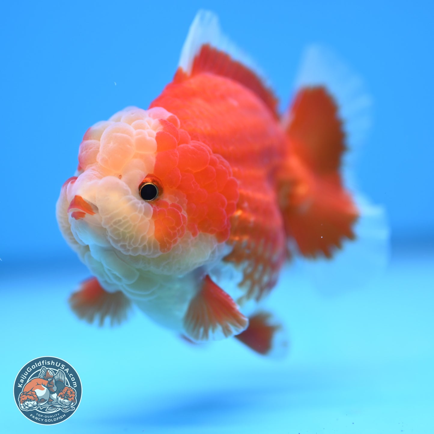 Red White YuanBao Oranda 4 inches (241018_OR11) - Kaiju Goldfish USA