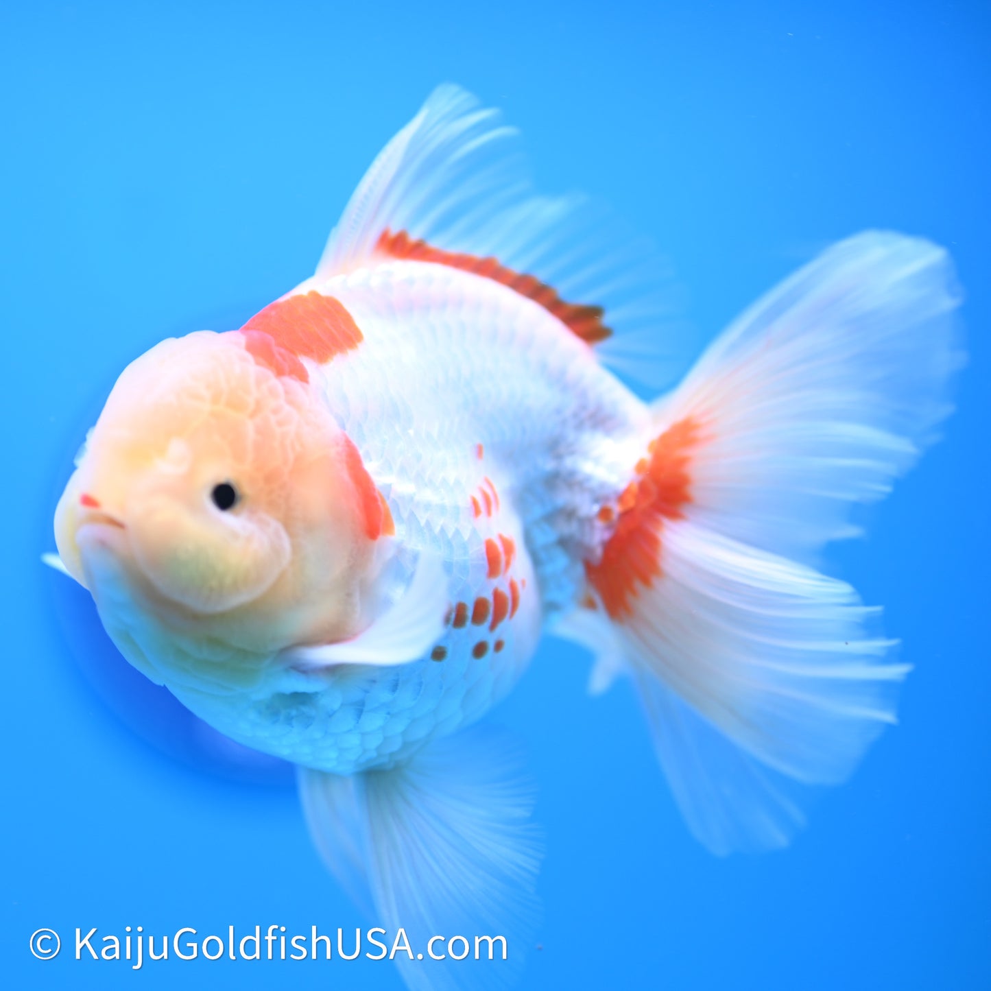 Red White Rose Tail Oranda 4in Body (240621_OR11) - Kaiju Goldfish USA