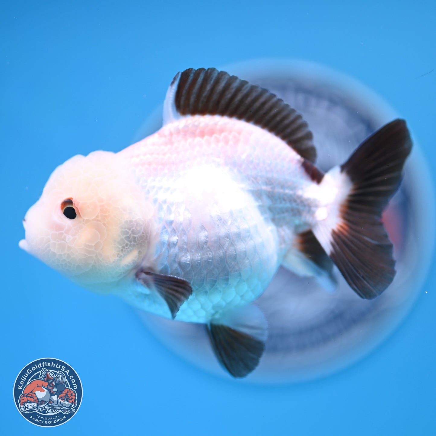 Tricolor/Panda Oranda 3.5-4.5 inches (241004_OR11) - Read Description - Kaiju Goldfish USA