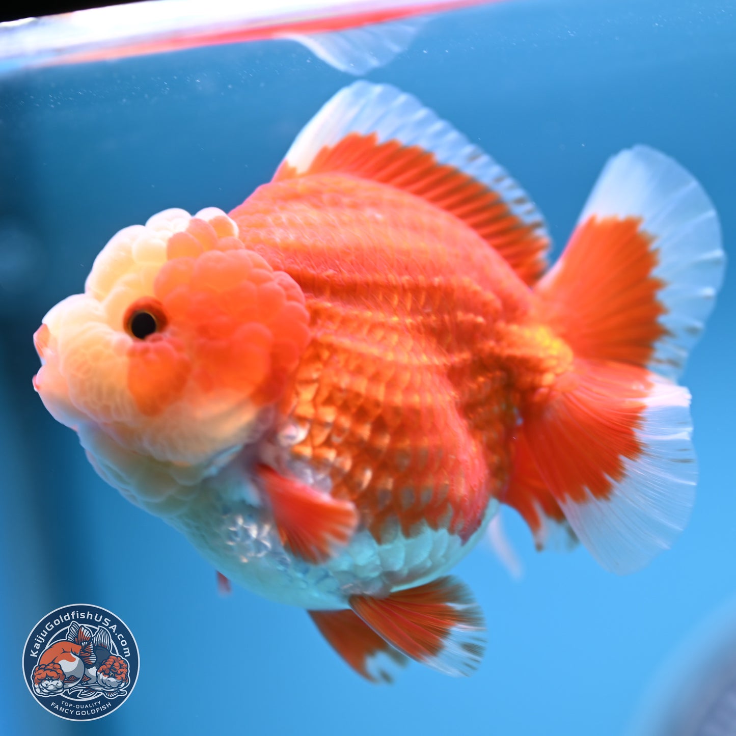 Red White YuanBao Oranda 4 inches (241018_OR11) - Kaiju Goldfish USA