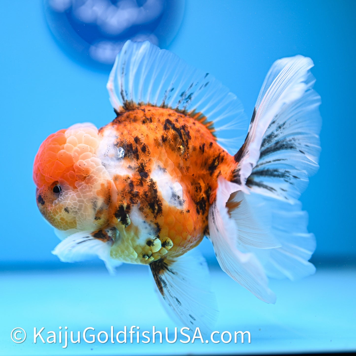 Tricolor Tiger Rose Tail Oranda 4in Body (240628_OR11) - Kaiju Goldfish USA