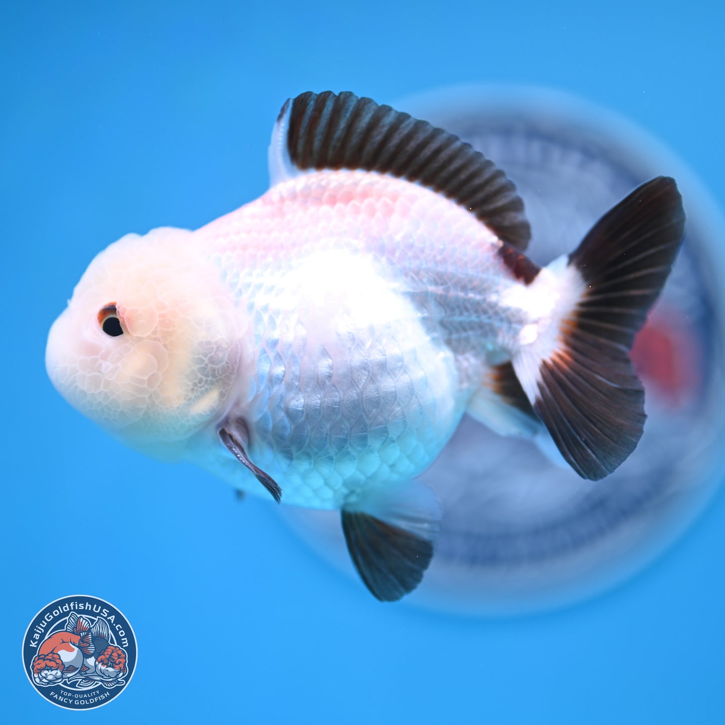 Tricolor/Panda Oranda 3.5-4.5 inches (241004_OR11) - Read Description - Kaiju Goldfish USA