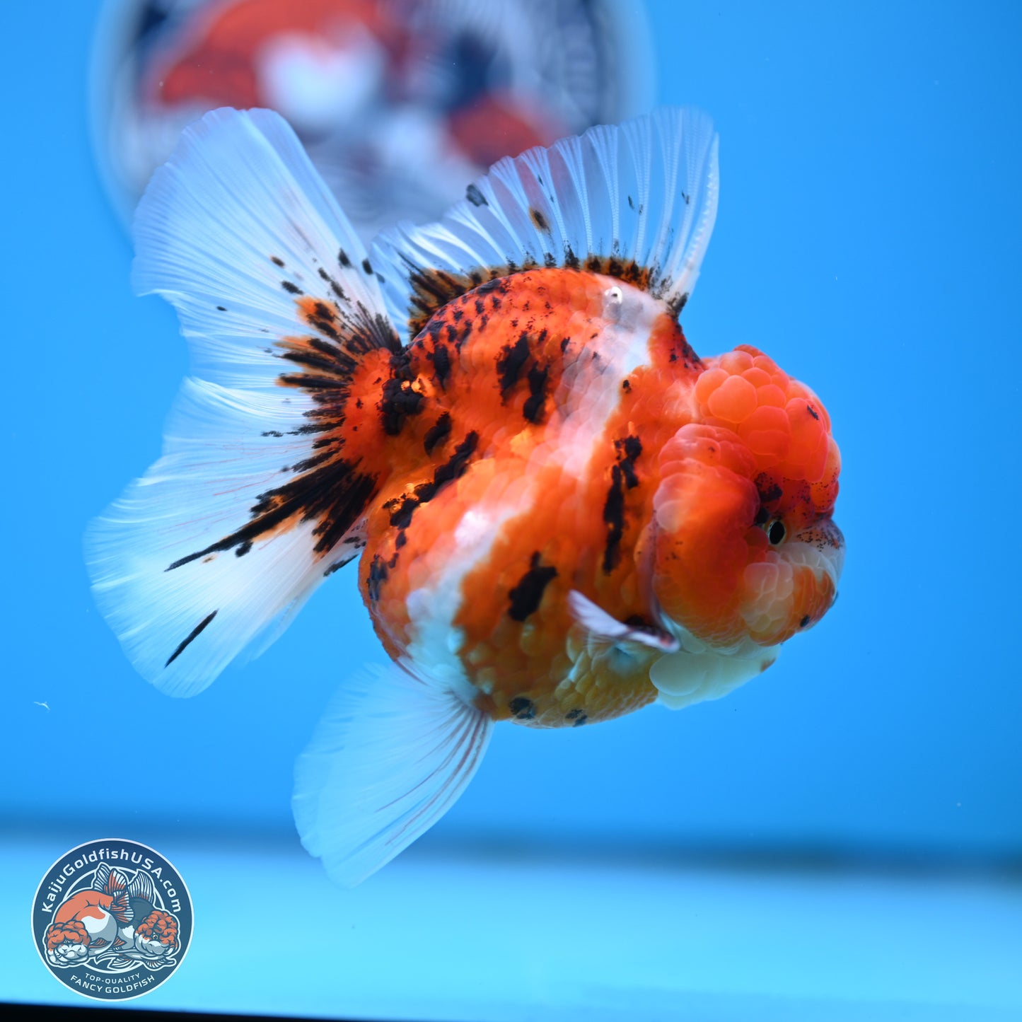 Tricolor Tiger Oranda 3.5 inches Body - Male (250314_OR11)