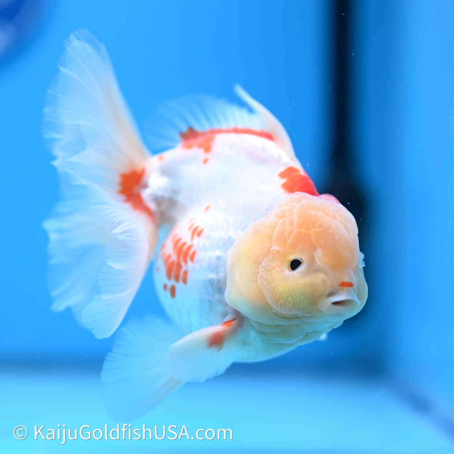 Red White Rose Tail Oranda 4in Body (240621_OR11) - Kaiju Goldfish USA