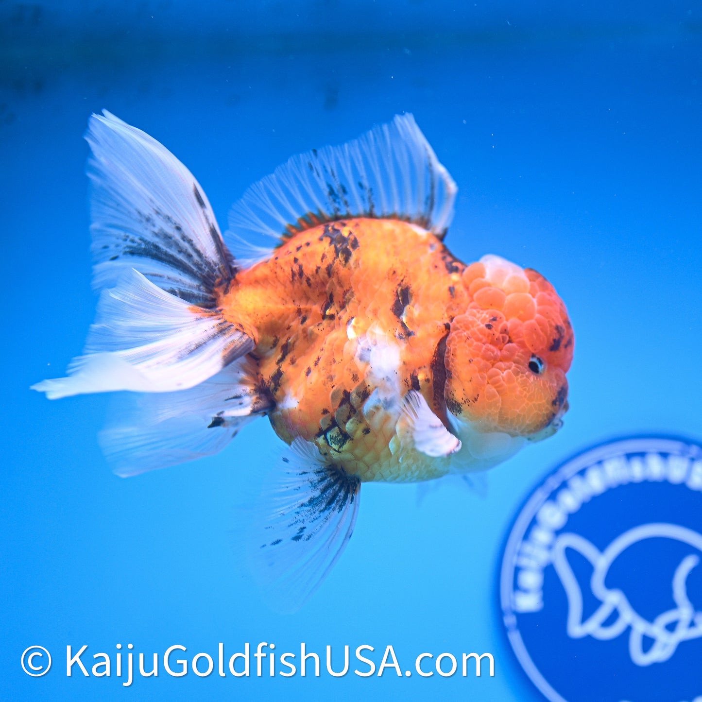 Tricolor Tiger Rose Tail Oranda 4in Body (240628_OR11) - Kaiju Goldfish USA