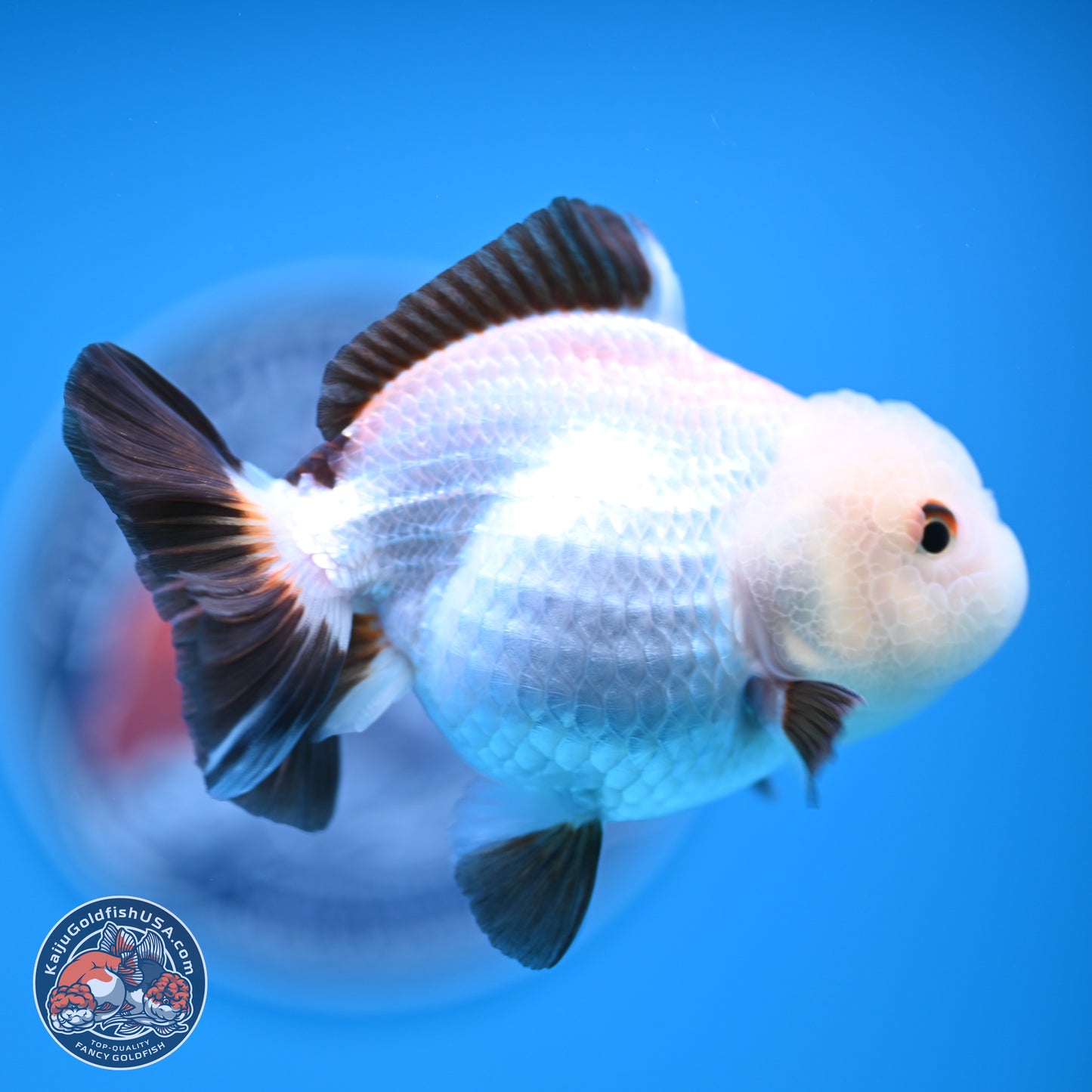 Tricolor/Panda Oranda 3.5-4.5 inches (241004_OR11) - Read Description - Kaiju Goldfish USA