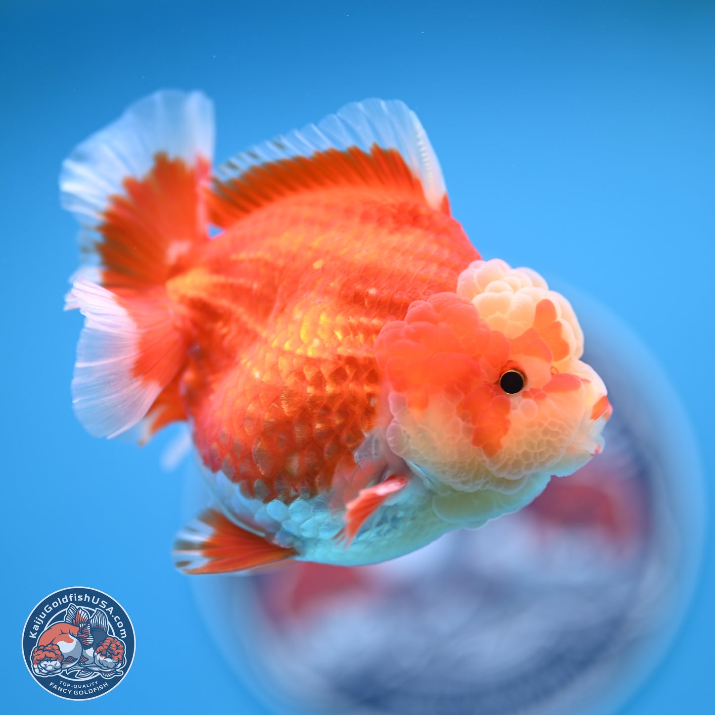 Red White YuanBao Oranda 4 inches (241018_OR11) - Kaiju Goldfish USA