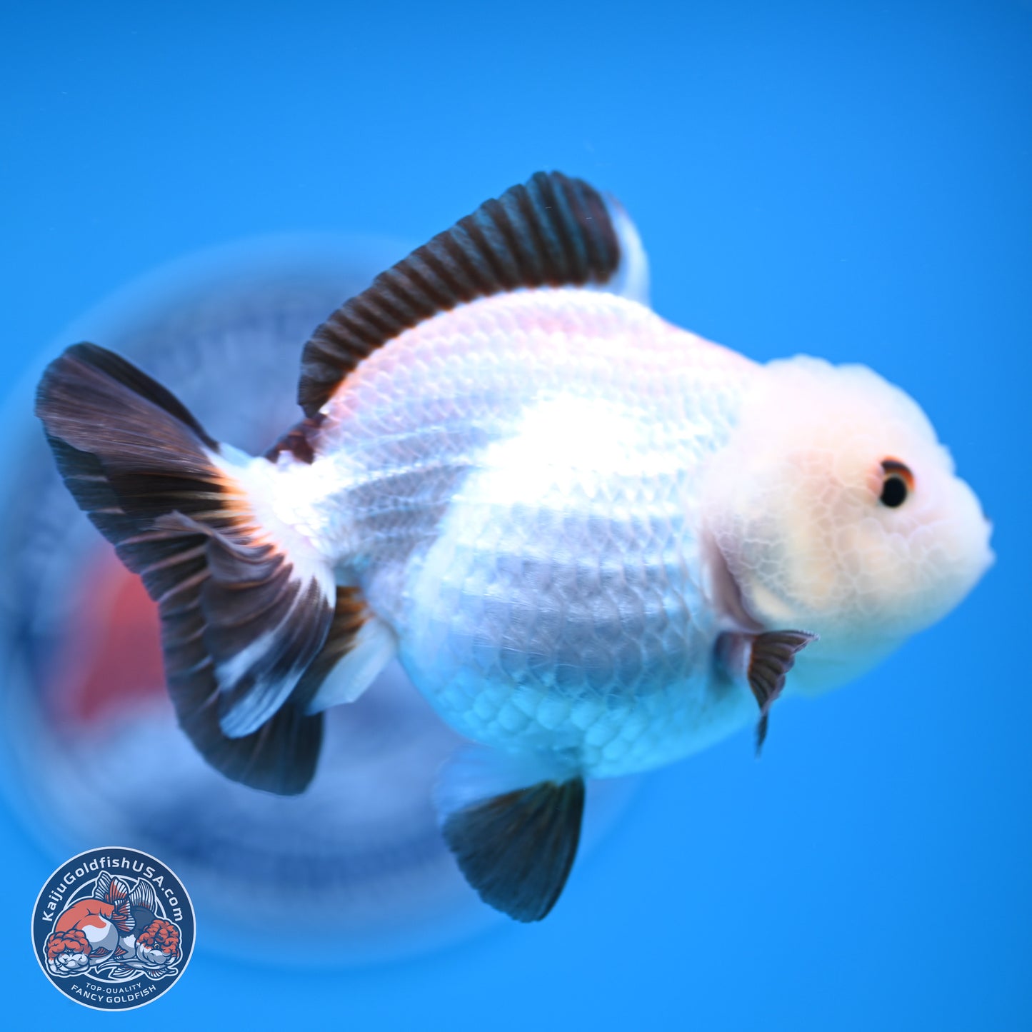 Tricolor/Panda Oranda 3.5-4.5 inches (241004_OR11) - Read Description - Kaiju Goldfish USA