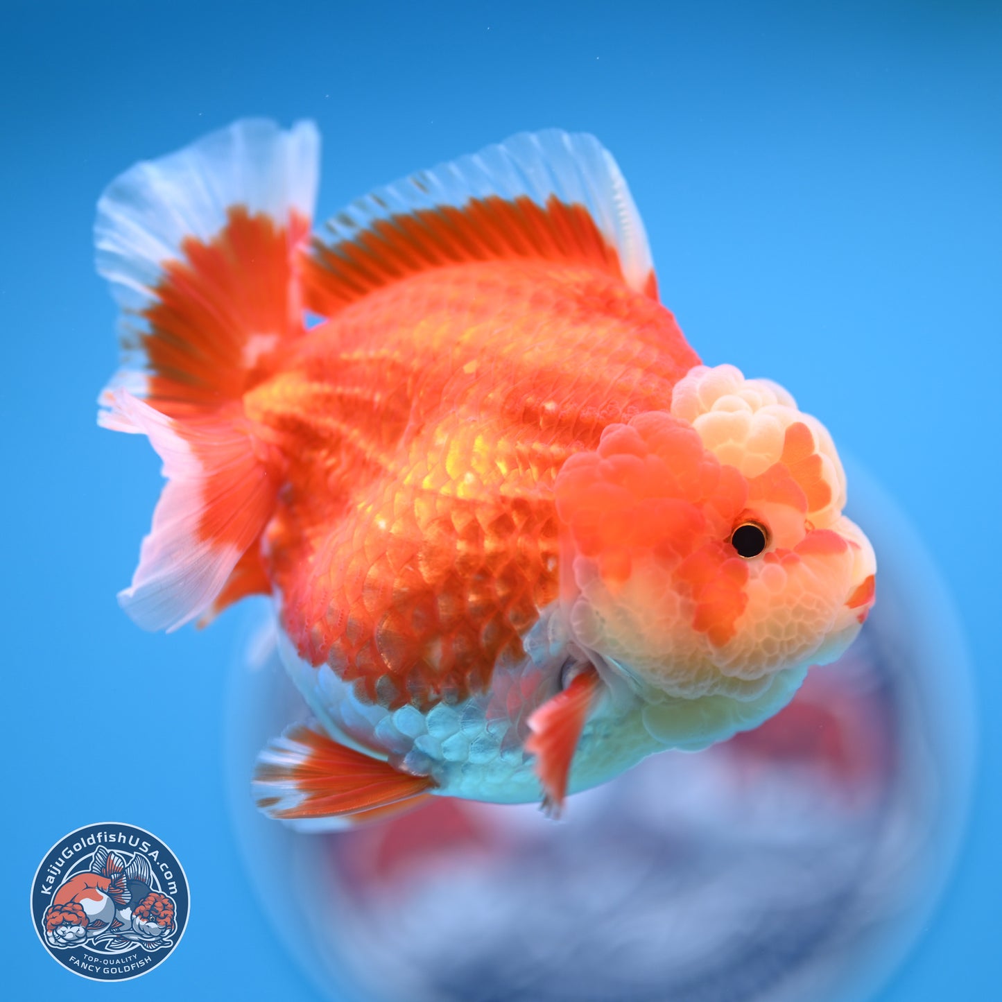 Red White YuanBao Oranda 4 inches (241018_OR11) - Kaiju Goldfish USA