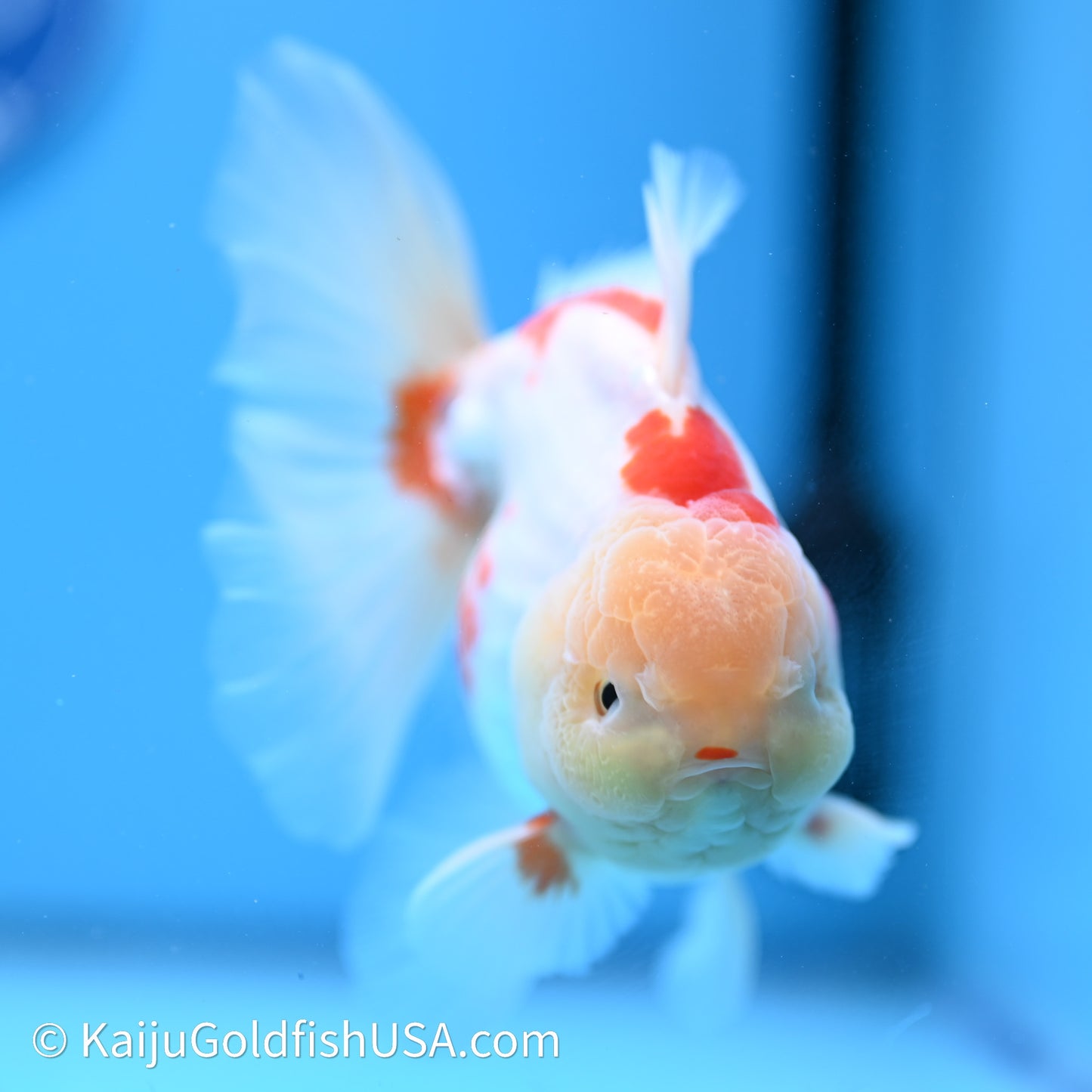 Red White Rose Tail Oranda 4in Body (240621_OR11) - Kaiju Goldfish USA