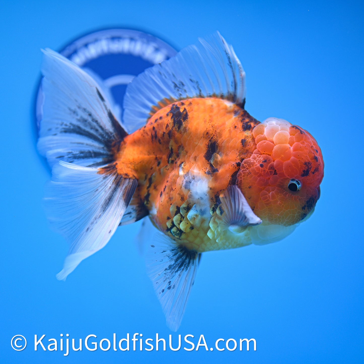 Tricolor Tiger Rose Tail Oranda 4in Body (240628_OR11) - Kaiju Goldfish USA