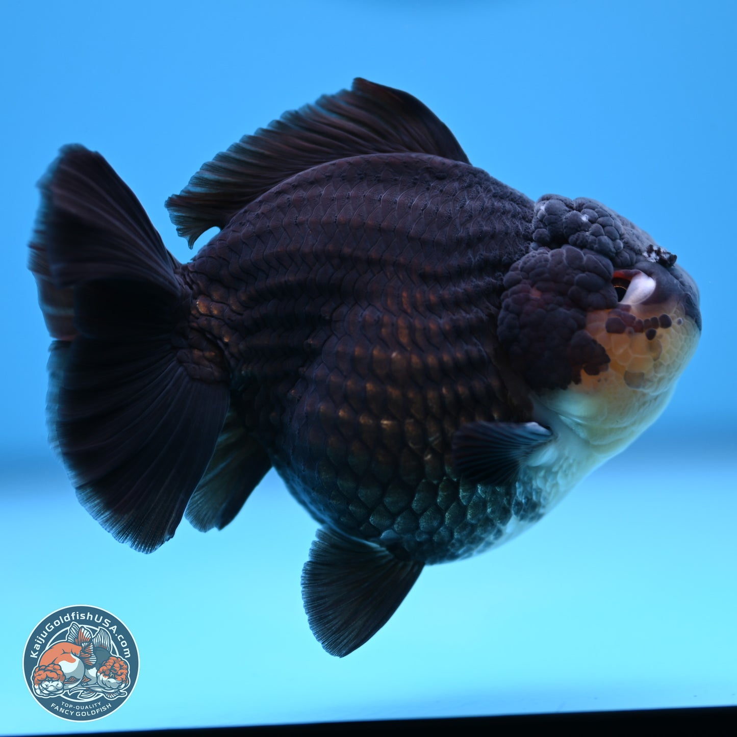 Panda YuanBao Oranda 3.5 inches Body - Male (241227_OR11) - Kaiju Goldfish USA