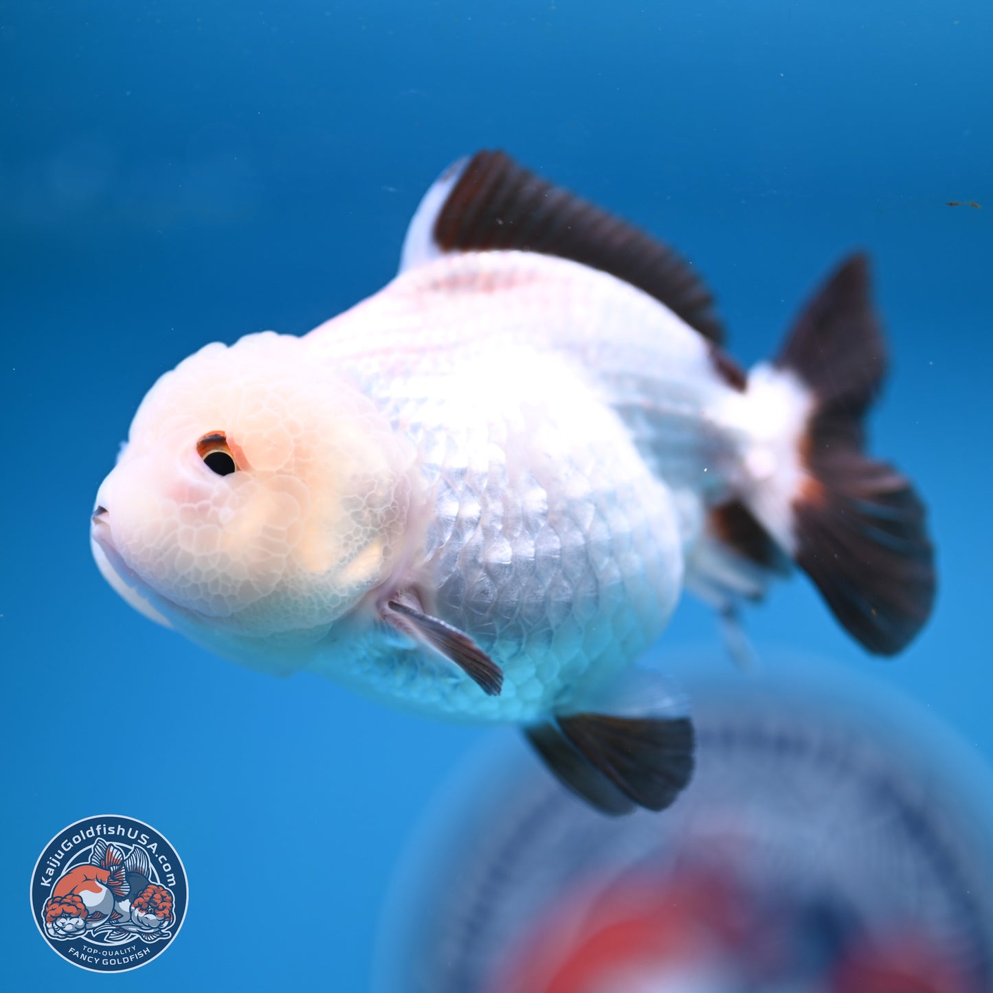Tricolor/Panda Oranda 3.5-4.5 inches (241004_OR11) - Read Description - Kaiju Goldfish USA