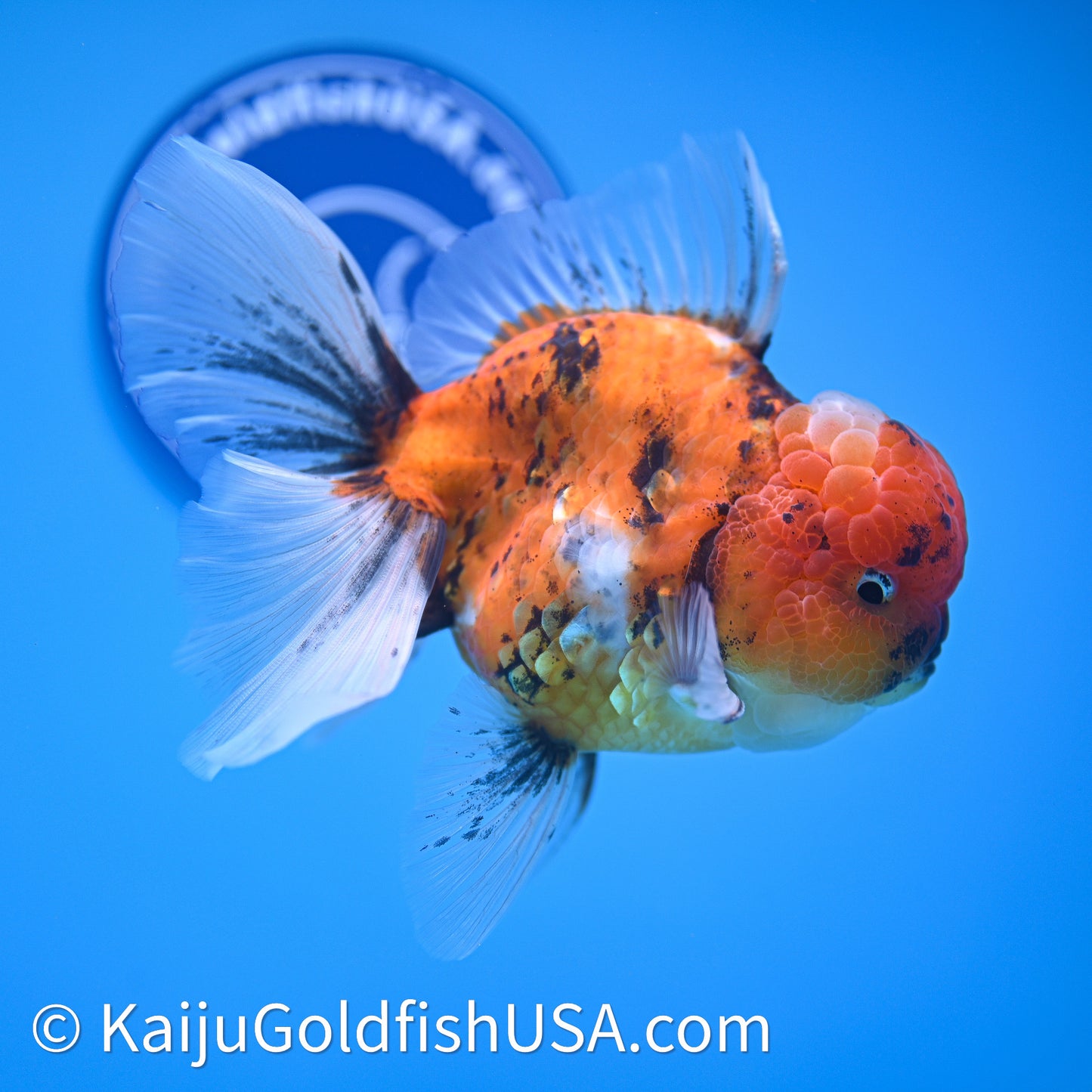 Tricolor Tiger Rose Tail Oranda 4in Body (240628_OR11) - Kaiju Goldfish USA