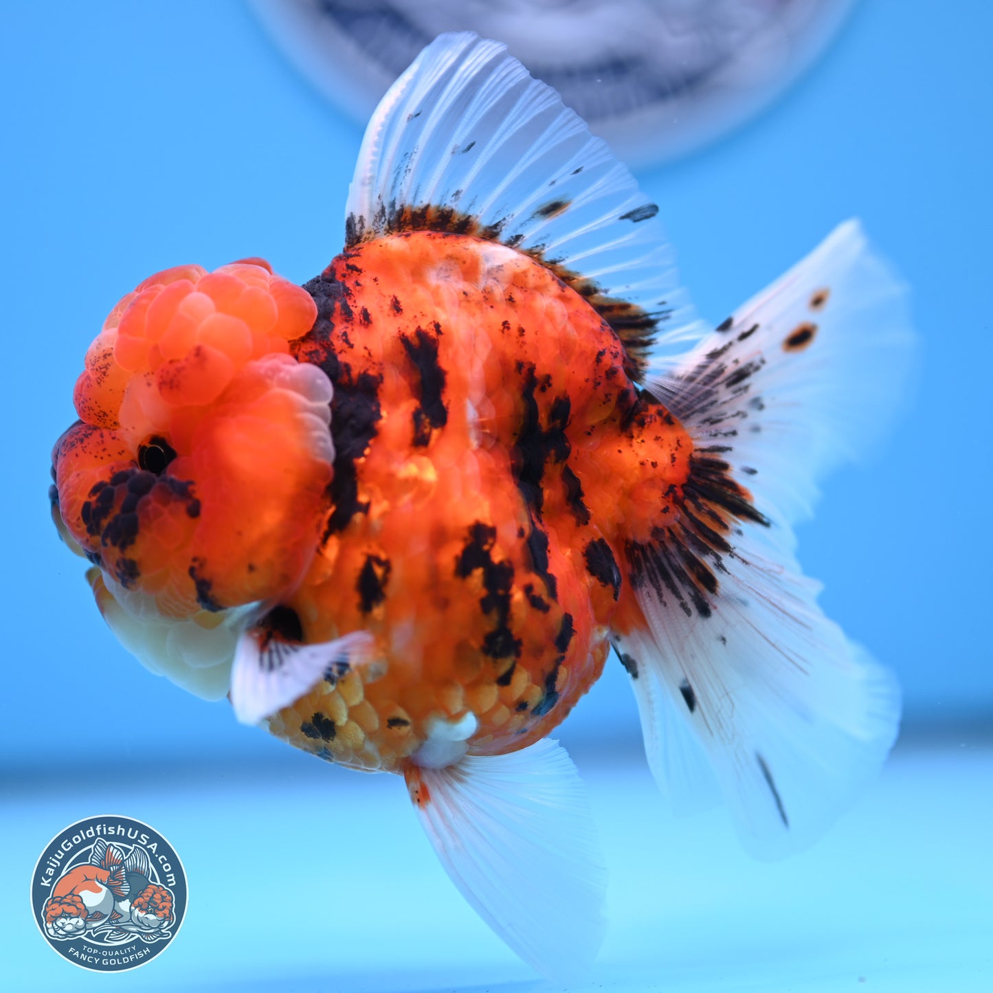 Tricolor Tiger Oranda 3.5 inches Body - Male (250314_OR11)