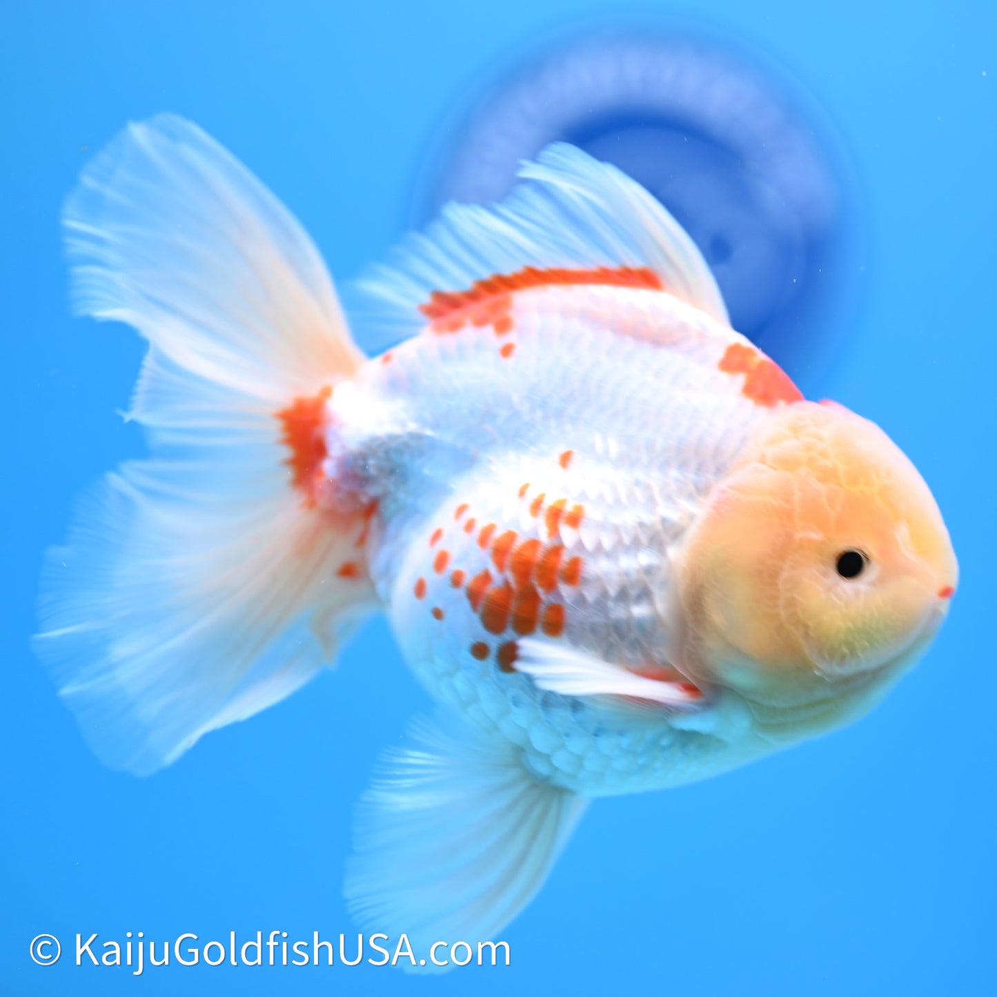 Red White Rose Tail Oranda 4in Body (240621_OR11) - Kaiju Goldfish USA