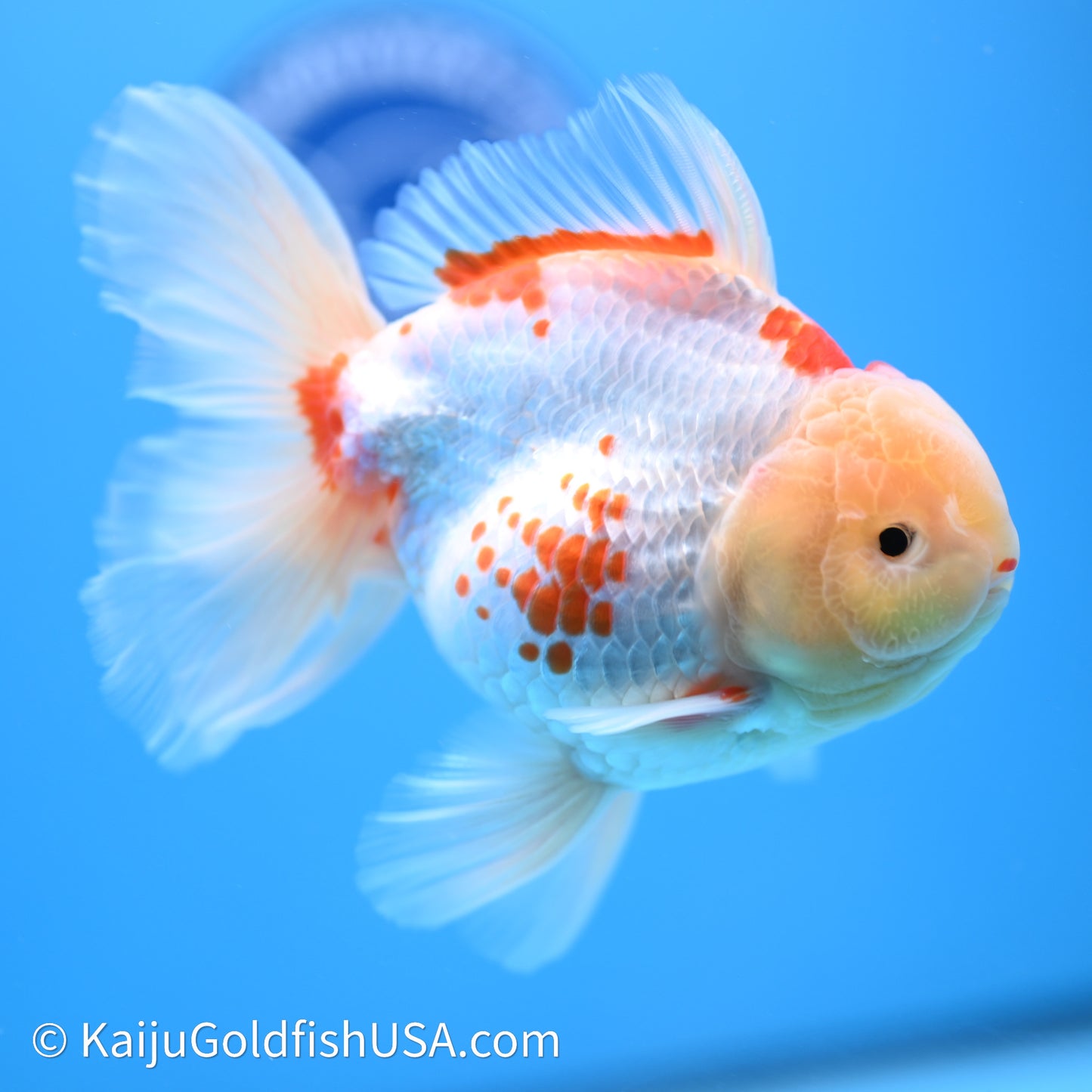 Red White Rose Tail Oranda 4in Body (240621_OR11) - Kaiju Goldfish USA