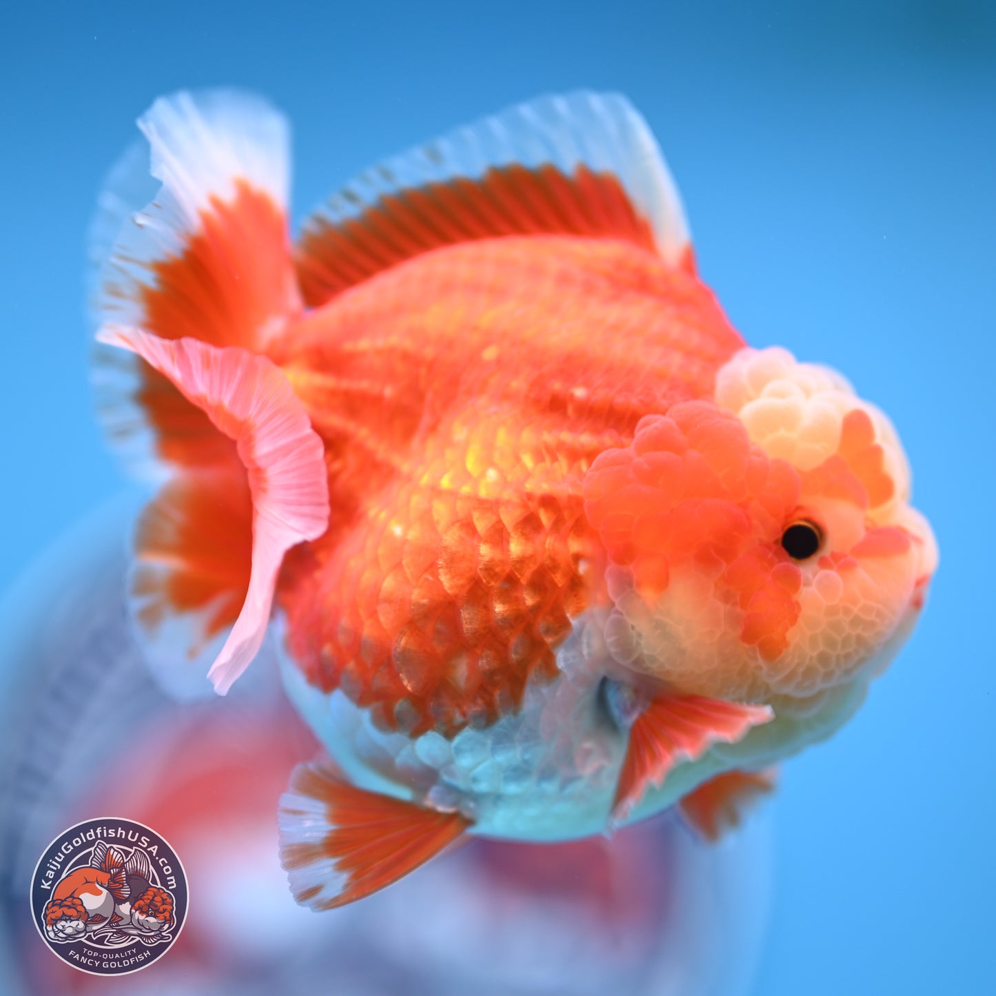 Red White YuanBao Oranda 4 inches (241018_OR11) - Kaiju Goldfish USA