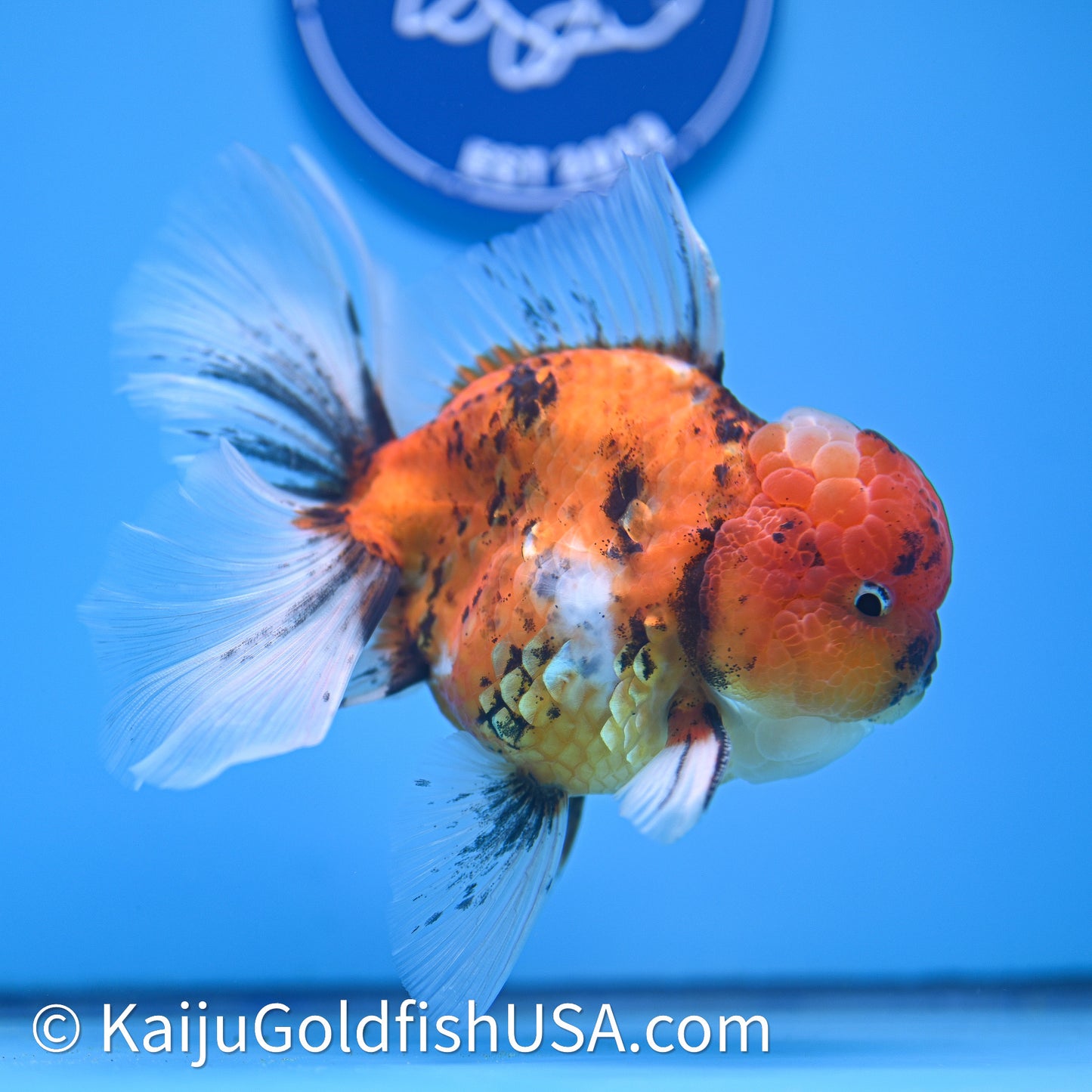 Tricolor Tiger Rose Tail Oranda 4in Body (240628_OR11) - Kaiju Goldfish USA