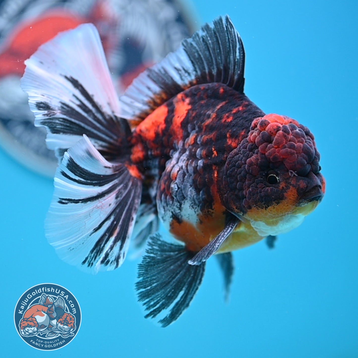Tricolor Tiger Rose Tail Oranda 4 inches Body (250502_OR11)