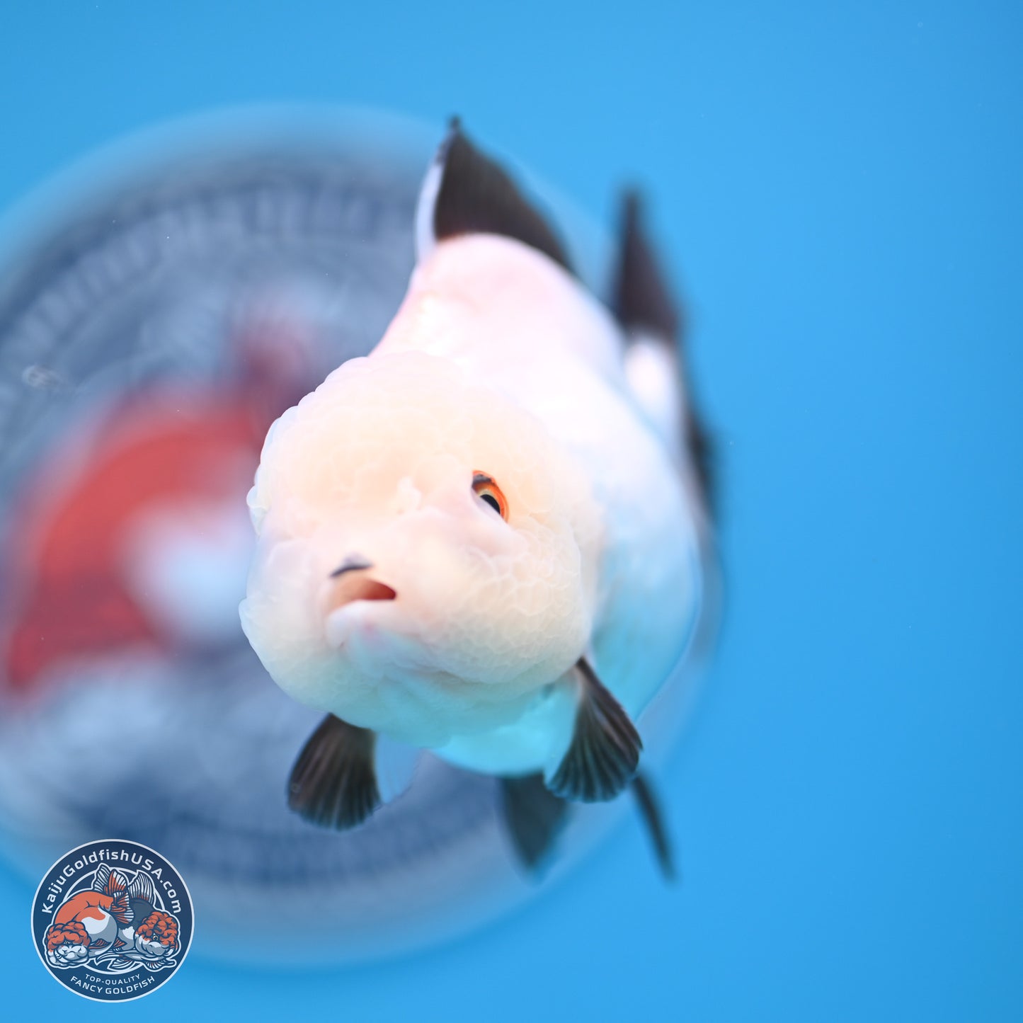 Tricolor/Panda Oranda 3.5-4.5 inches (241004_OR11) - Read Description - Kaiju Goldfish USA