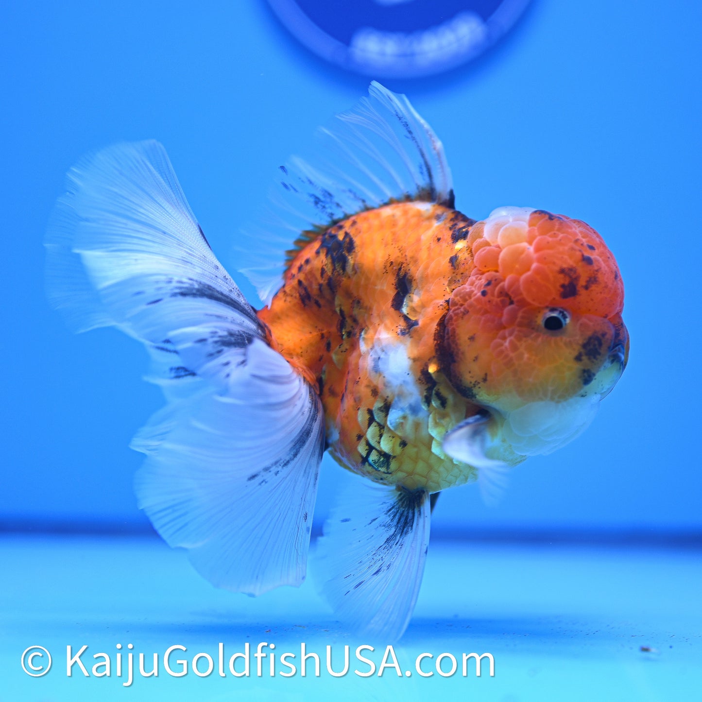 Tricolor Tiger Rose Tail Oranda 4in Body (240628_OR11) - Kaiju Goldfish USA