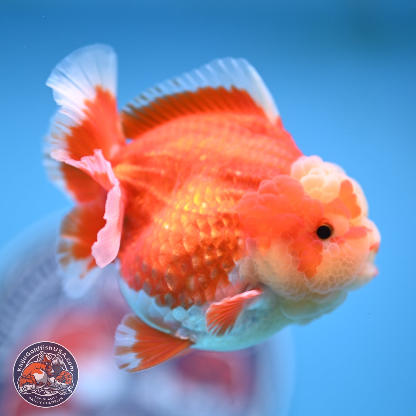 Red White YuanBao Oranda 4 inches (241018_OR11) - Kaiju Goldfish USA