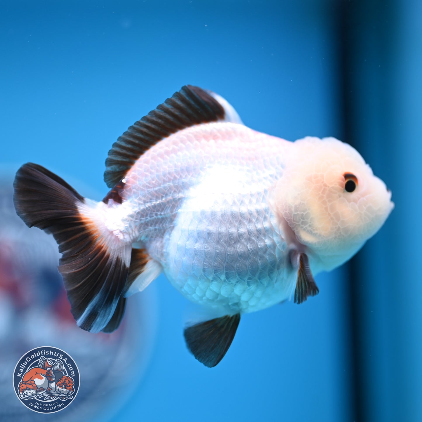 Tricolor/Panda Oranda 3.5-4.5 inches (241004_OR11) - Read Description - Kaiju Goldfish USA