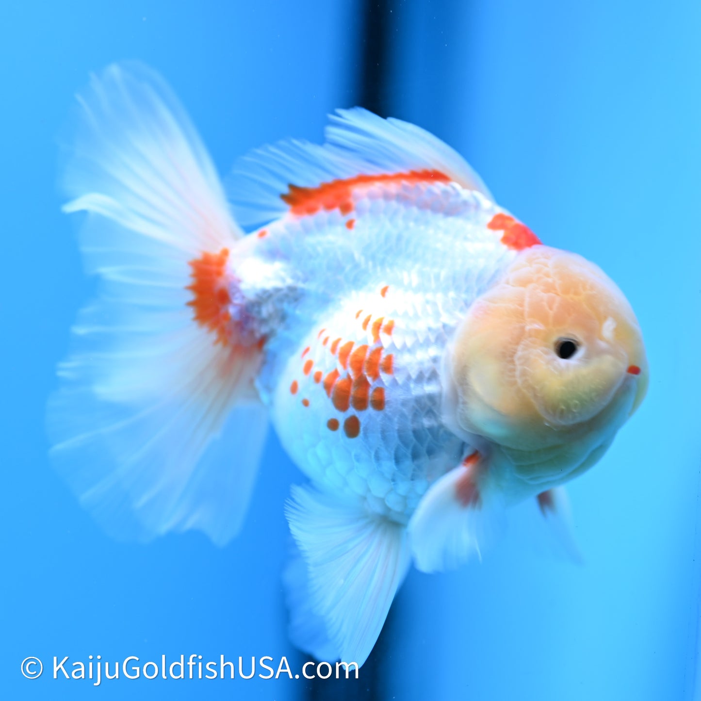 Red White Rose Tail Oranda 4in Body (240621_OR11) - Kaiju Goldfish USA