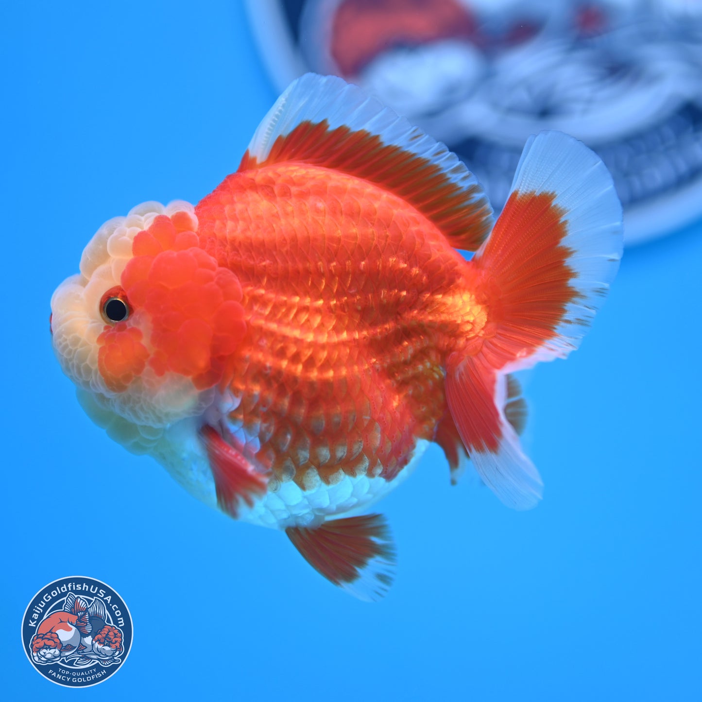 Red White YuanBao Oranda 4 inches (241018_OR11) - Kaiju Goldfish USA