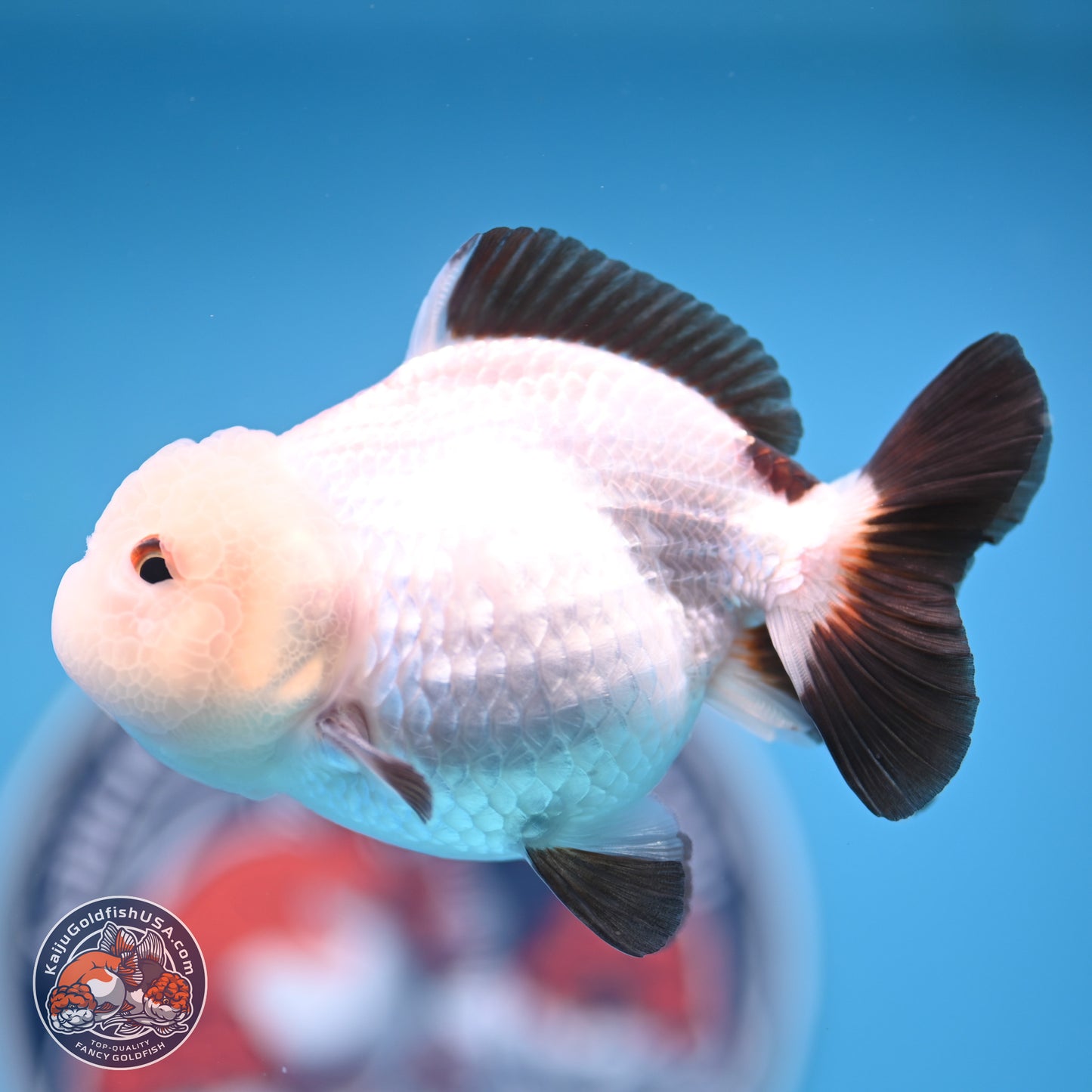 Tricolor/Panda Oranda 3.5-4.5 inches (241004_OR11) - Read Description - Kaiju Goldfish USA