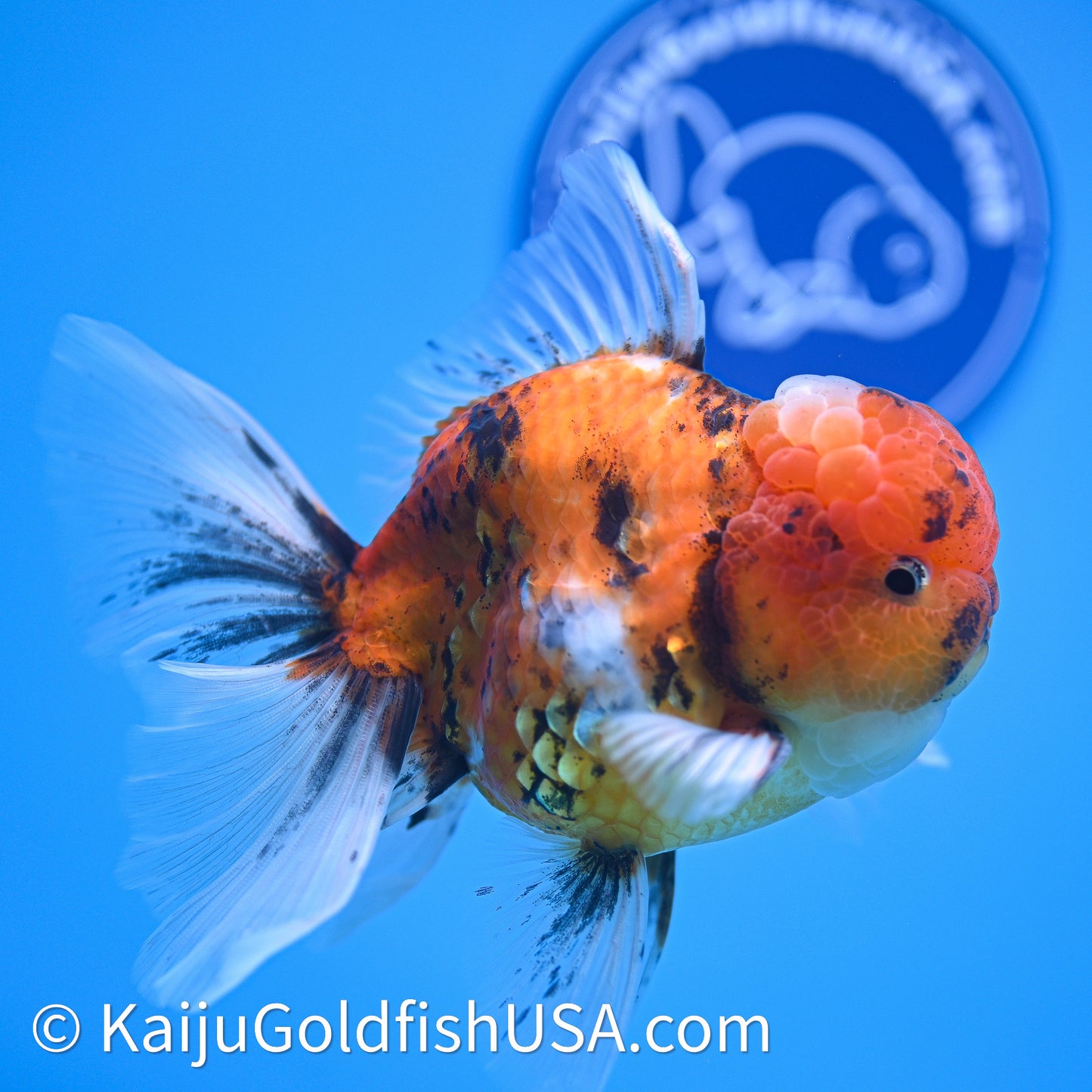 Tricolor Tiger Rose Tail Oranda 4in Body (240628_OR11) - Kaiju Goldfish USA